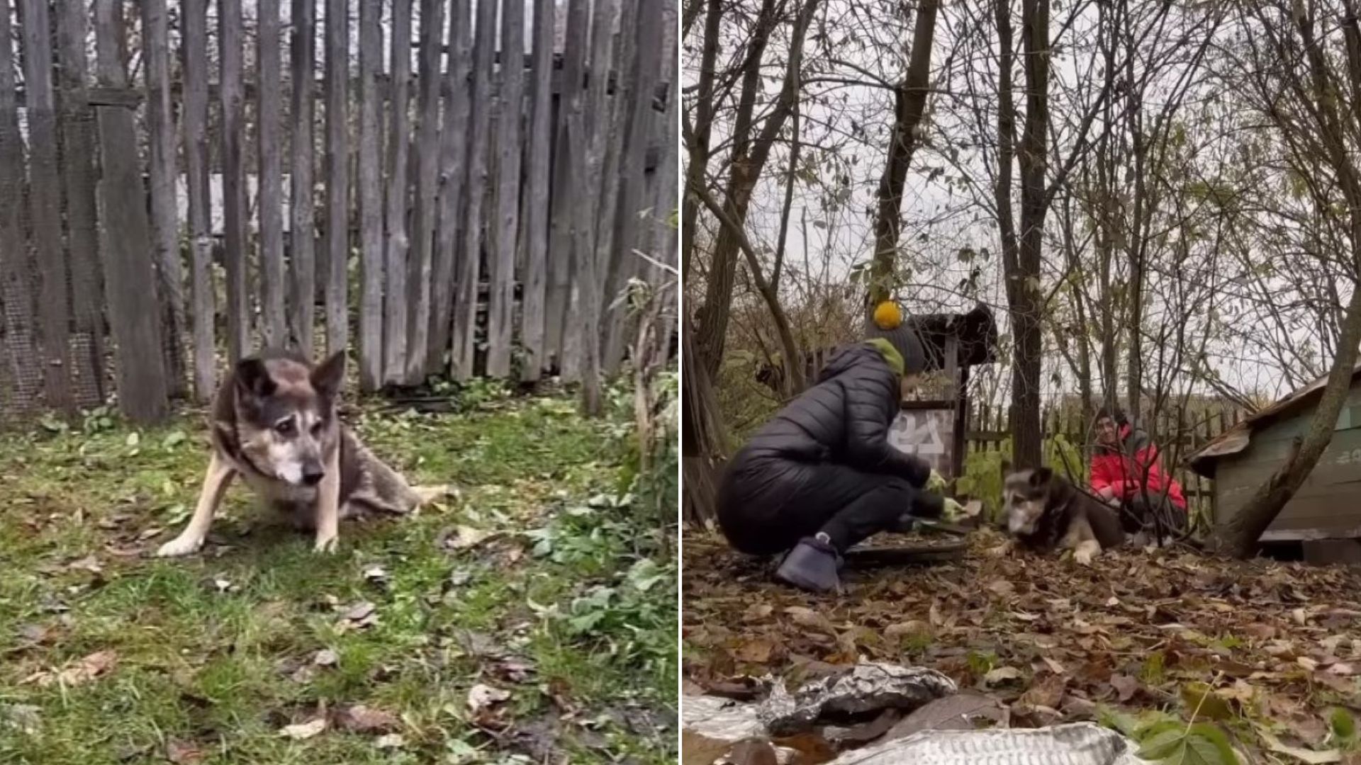 Loyal Dog Guarded His House Even Though He Had Been Abandoned 2 Years Ago