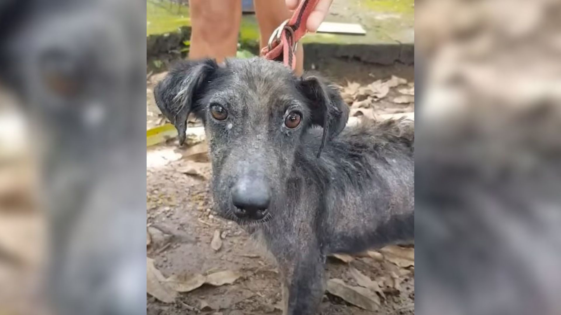 Malnourished Pup Dumped Behind A House Kept Crying For Days