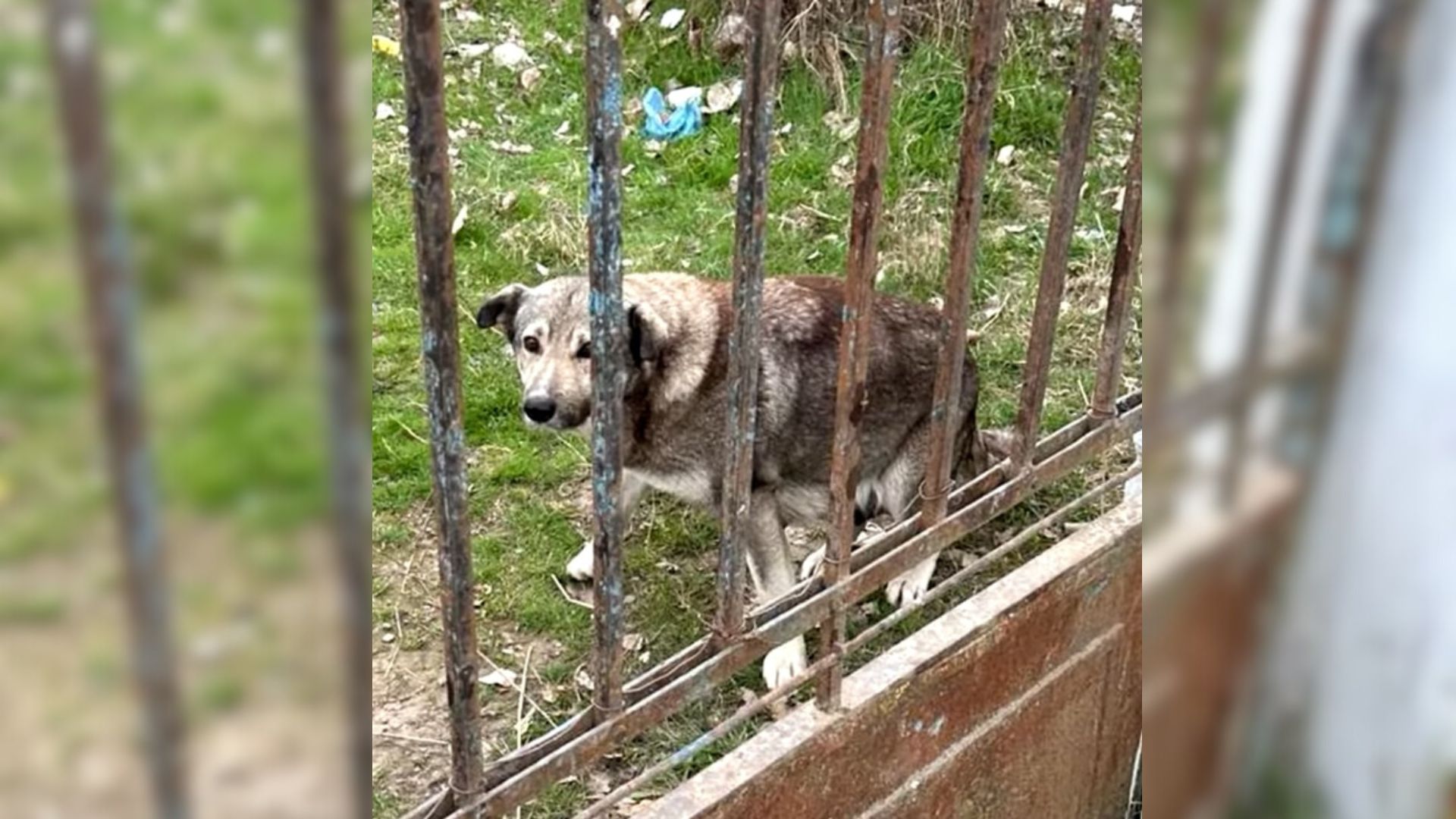 a dog on abandoned prpoerty