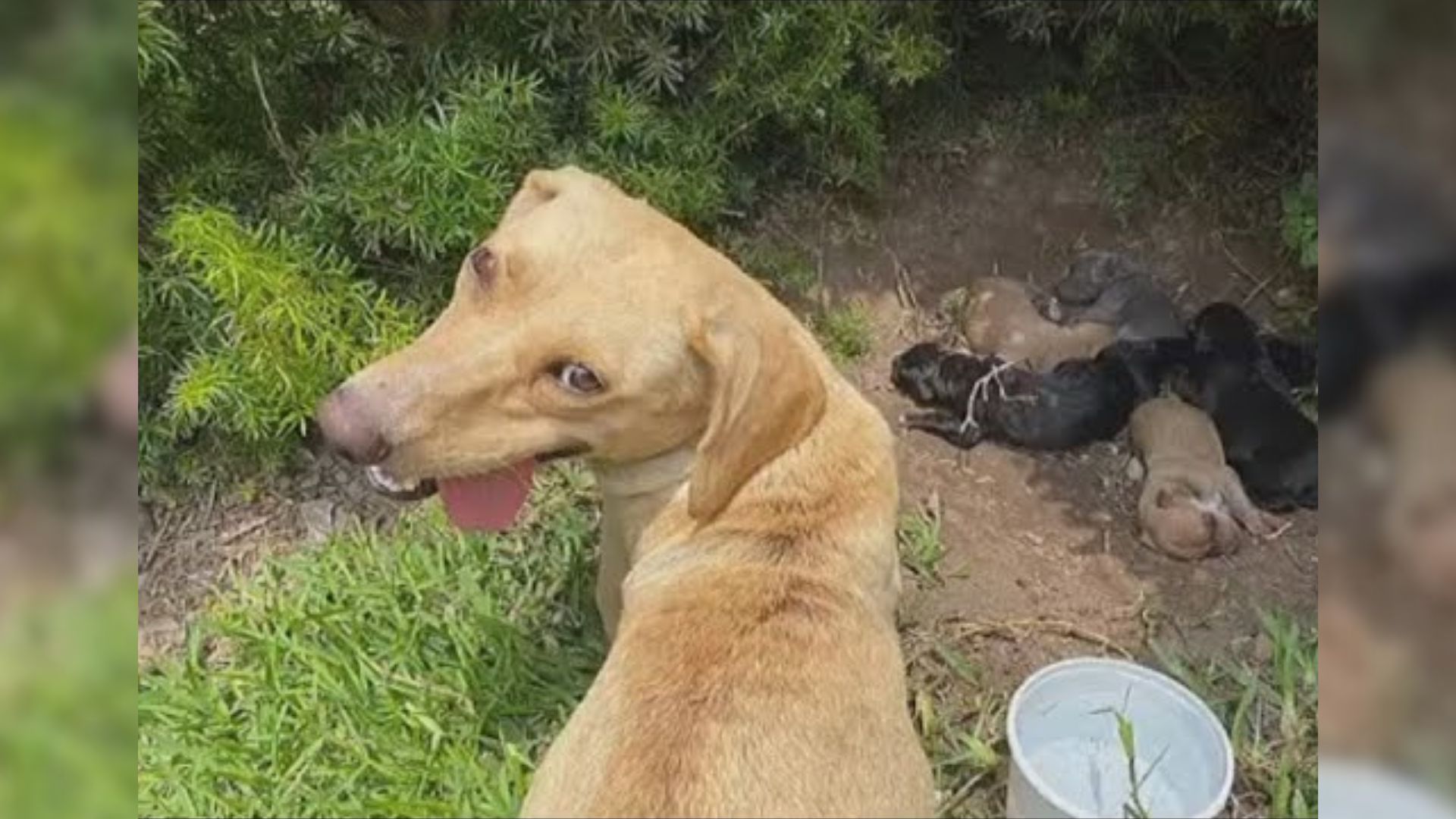 Mama Dog Who Was Abandoned Finds Help For Her Puppies When She Meets Her Rescuers