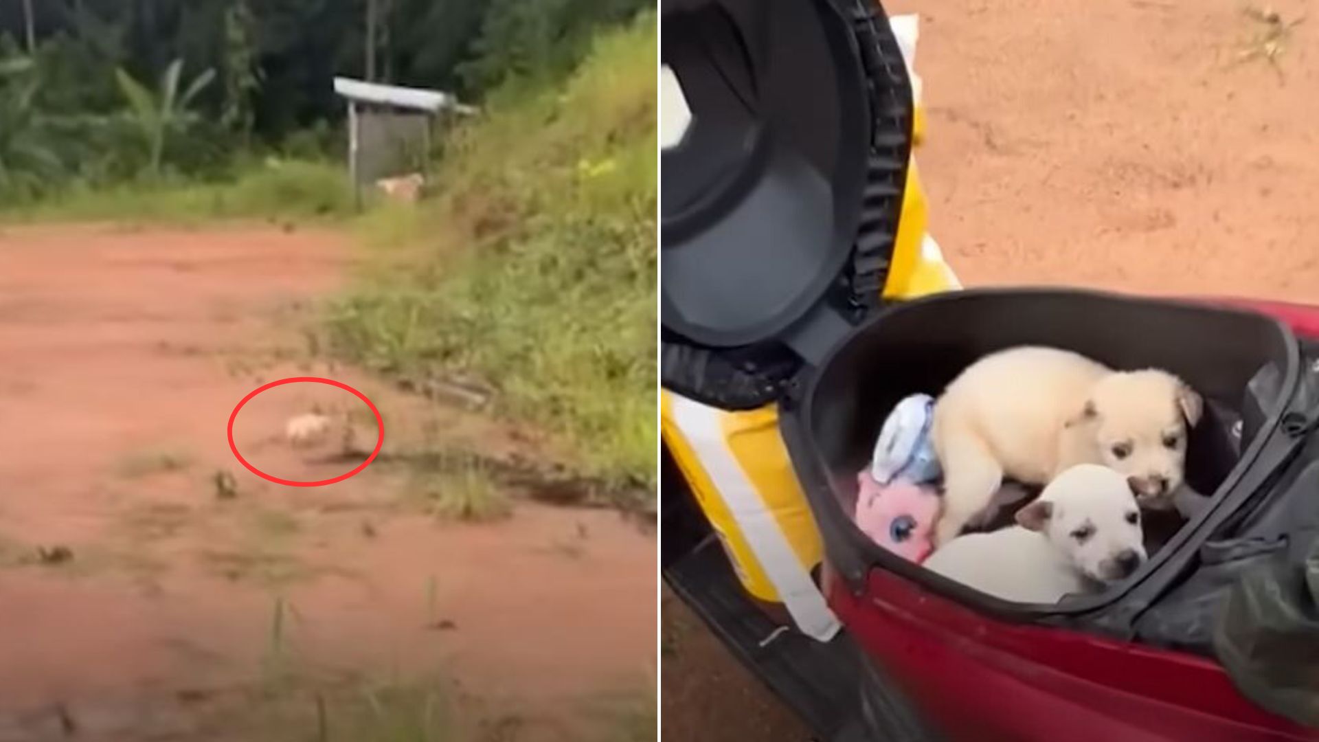 Man Spots 3 Puppies On The Side Of Road So They Try To Hide From Him In The Bushes 