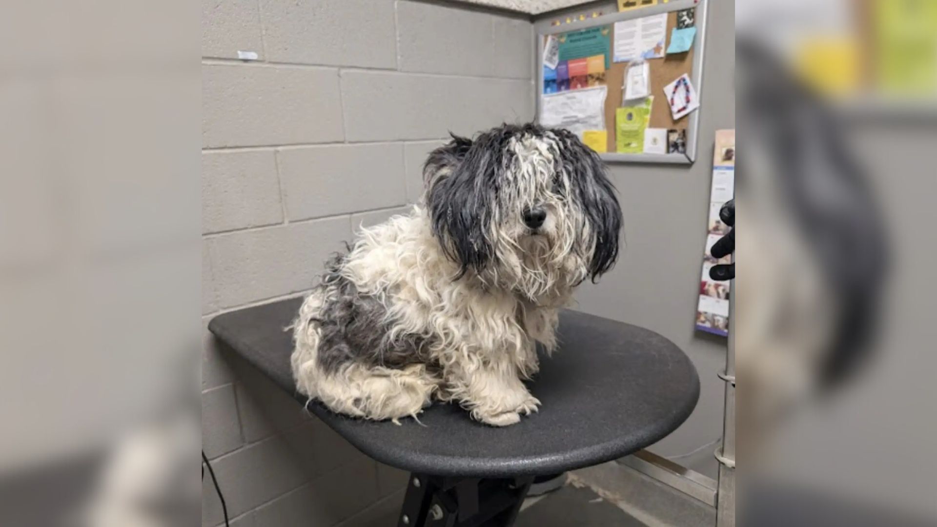 matted stray dog