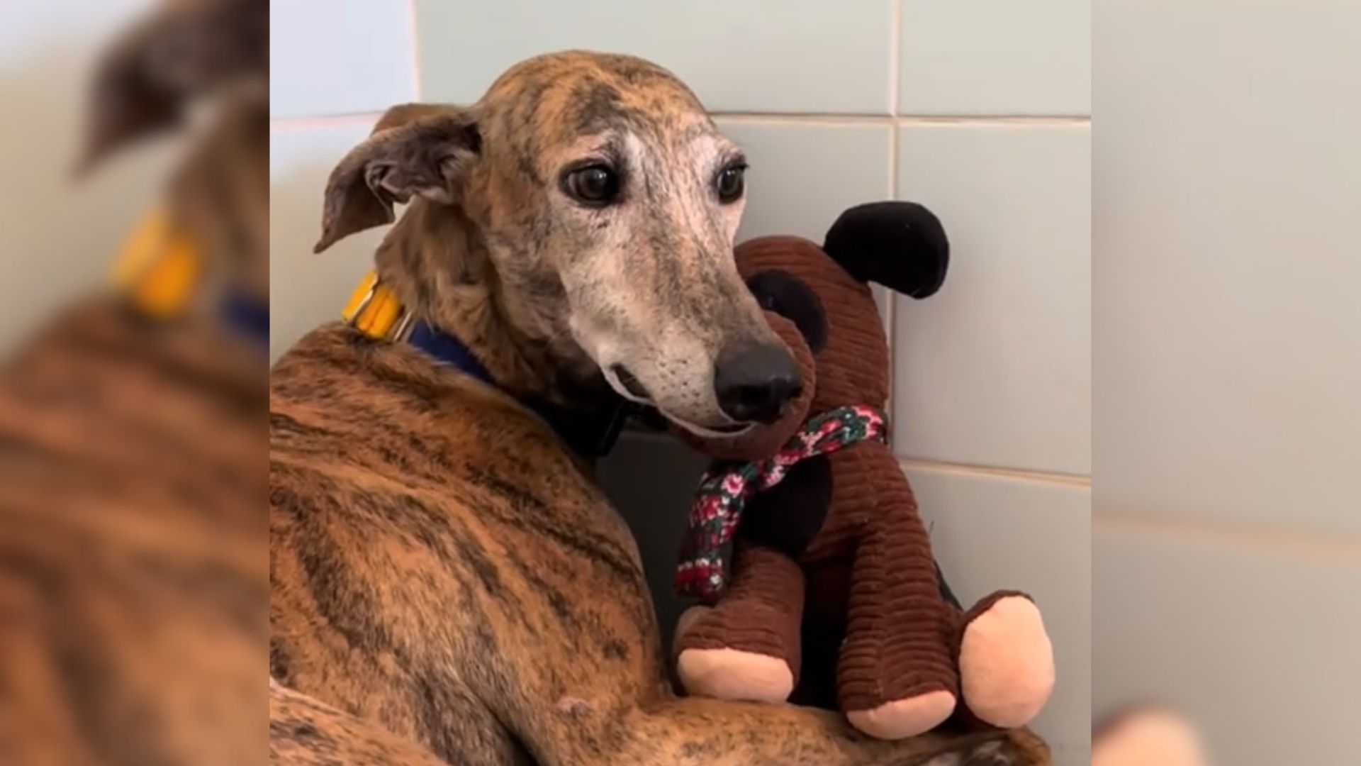 dog with toy