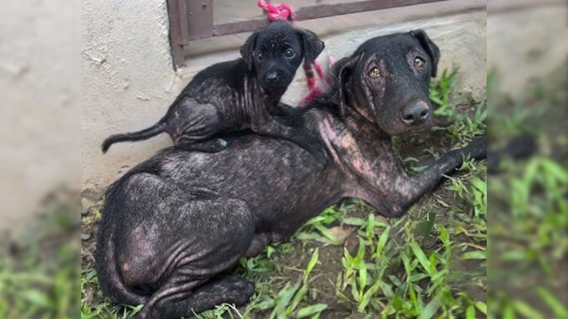 Mom Dog Tied To A Fence Feeds Her Only Remaining Puppy Scraps