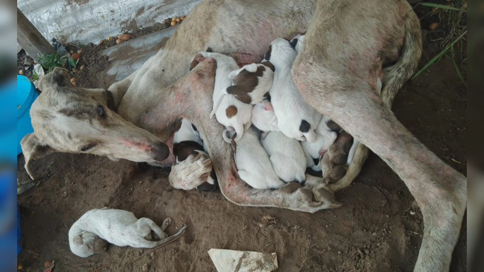 abandoned dog and puppies