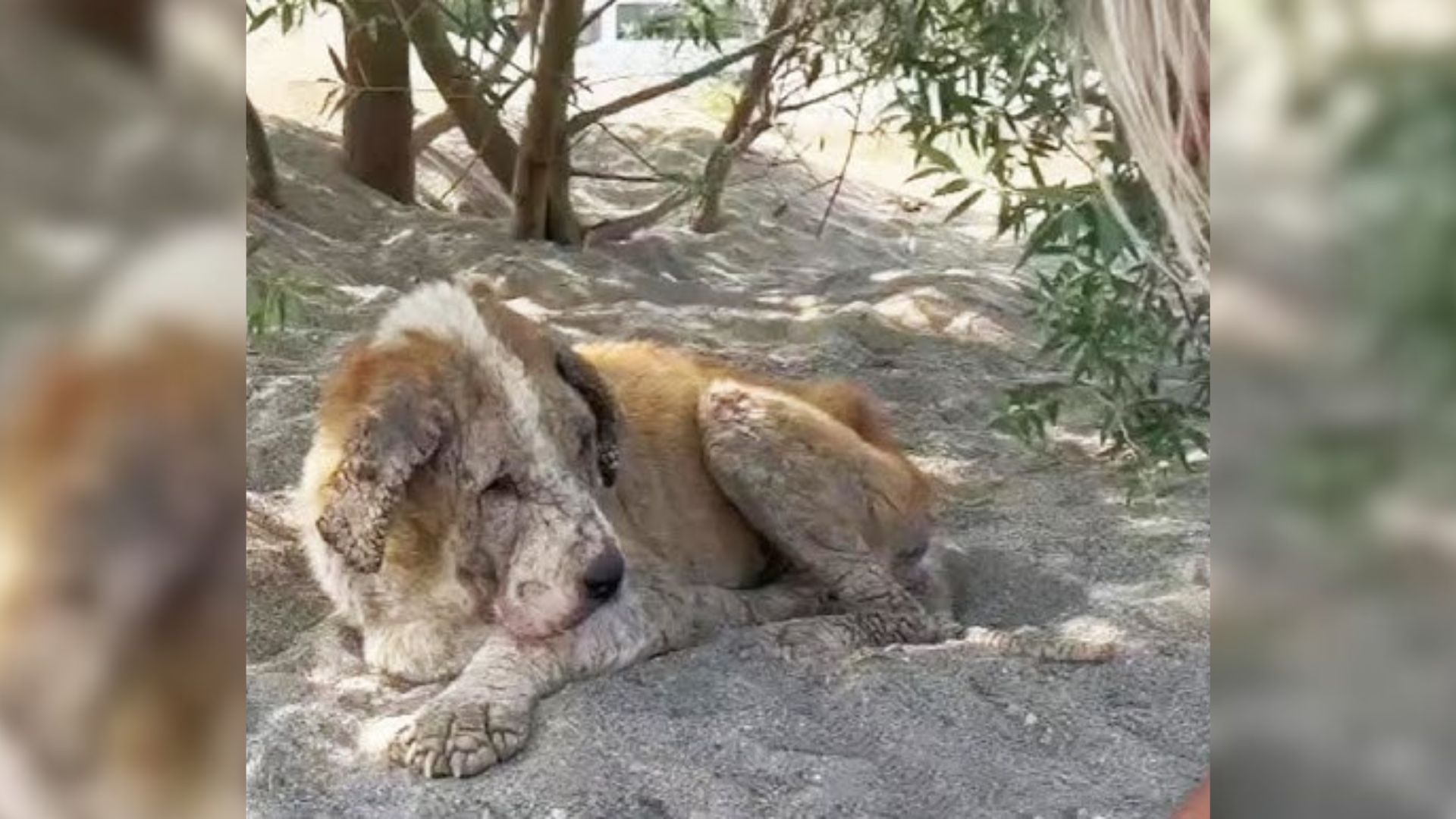 neglected senior dog