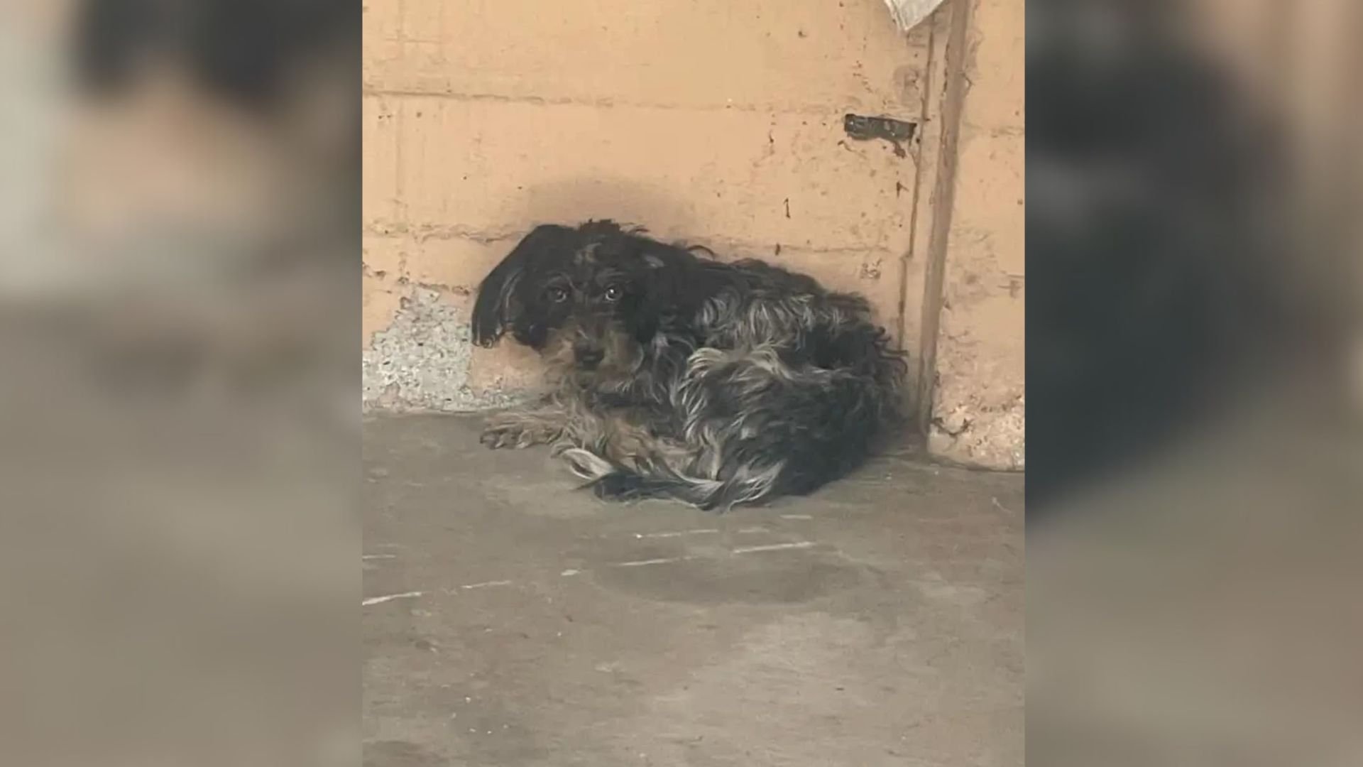 Neighbors Spot A Ball Of Fur Under A Broken Car