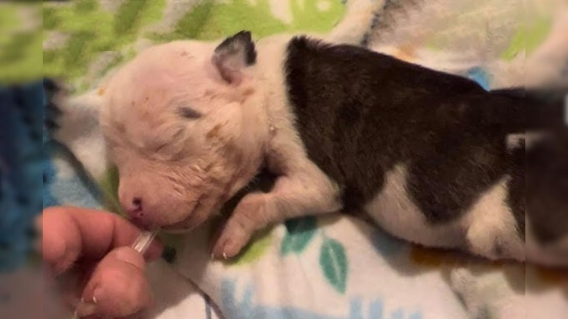 Tiny Puppy Rejected By His Mom Completely Transforms Thanks To Georgia Rescuers