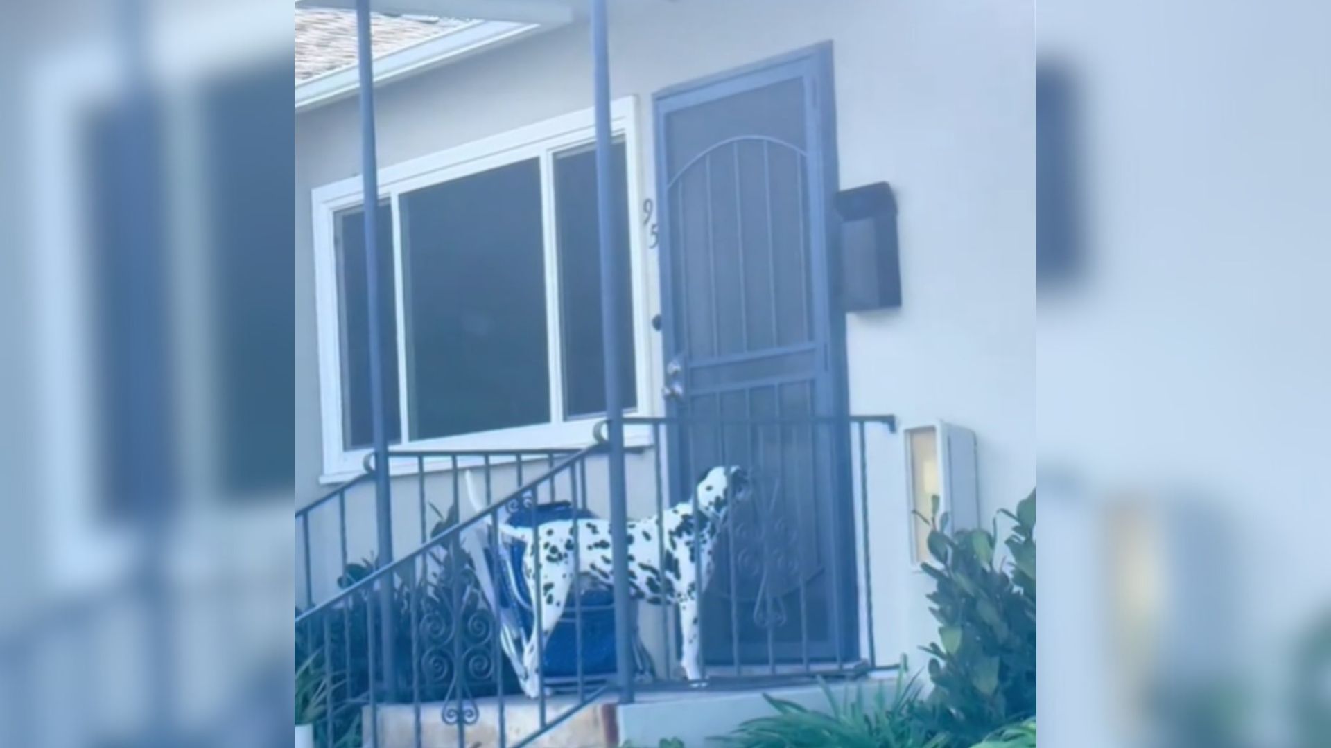 dalmatian waiting in front of the door