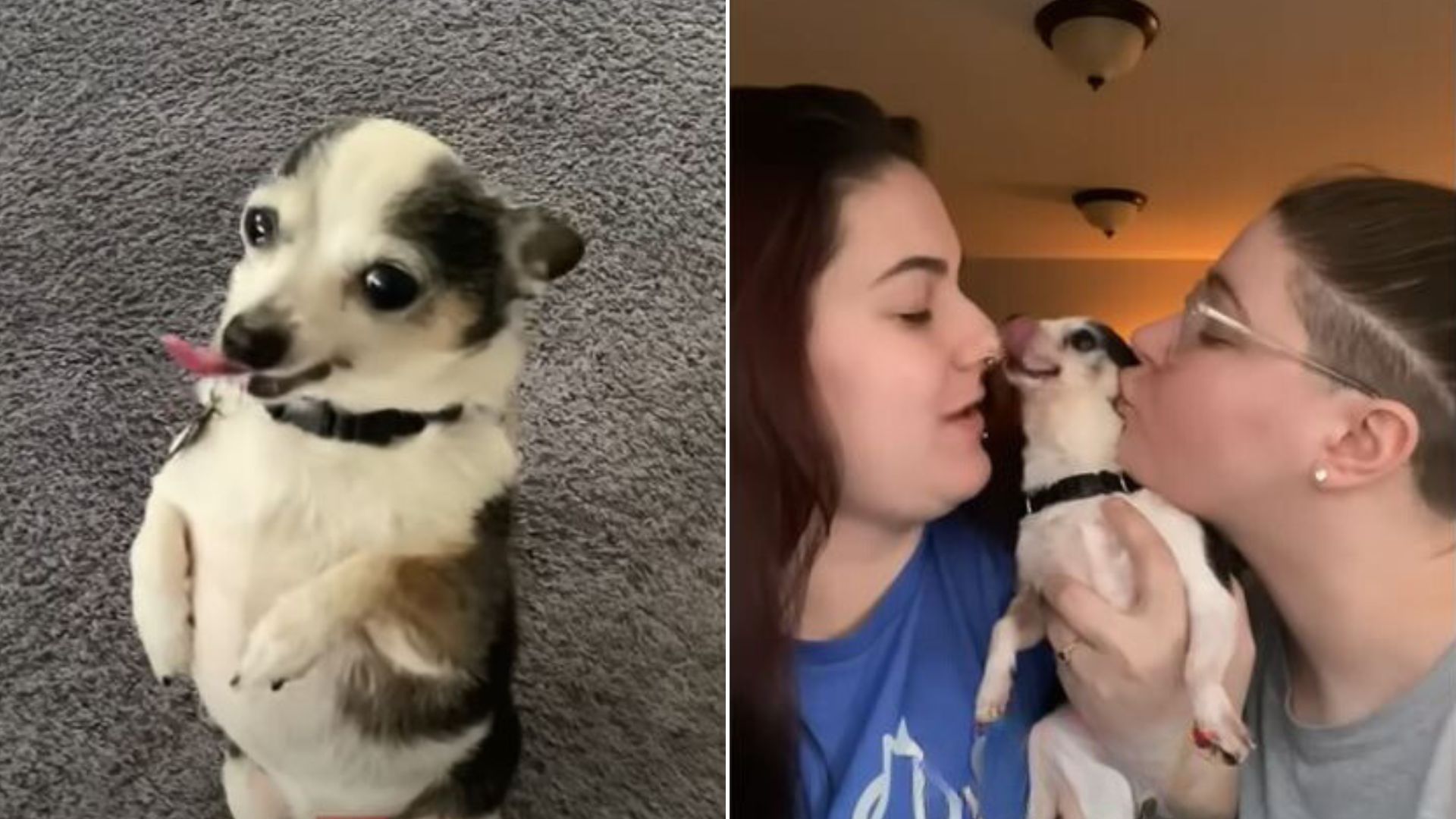 Owners Surrendered Senior Pup Who Loved Giving Kisses