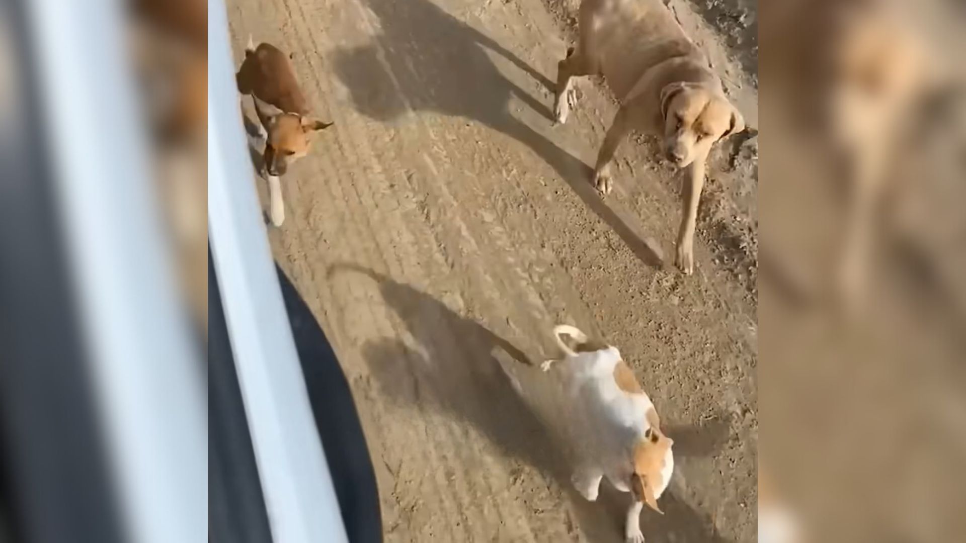 pack of pups walking