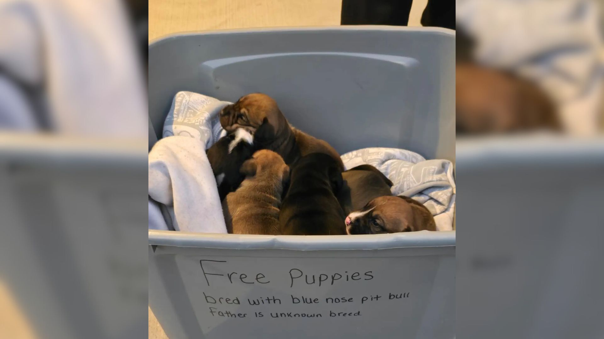 Kentucky Pastor Was Heartbroken After Realizing Someone Left 6 Puppies Next To The Church