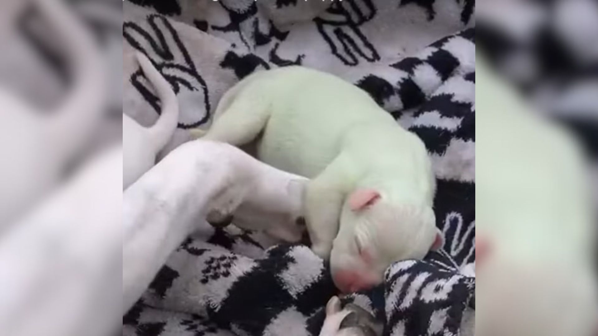 pitbull puppy born with green fur