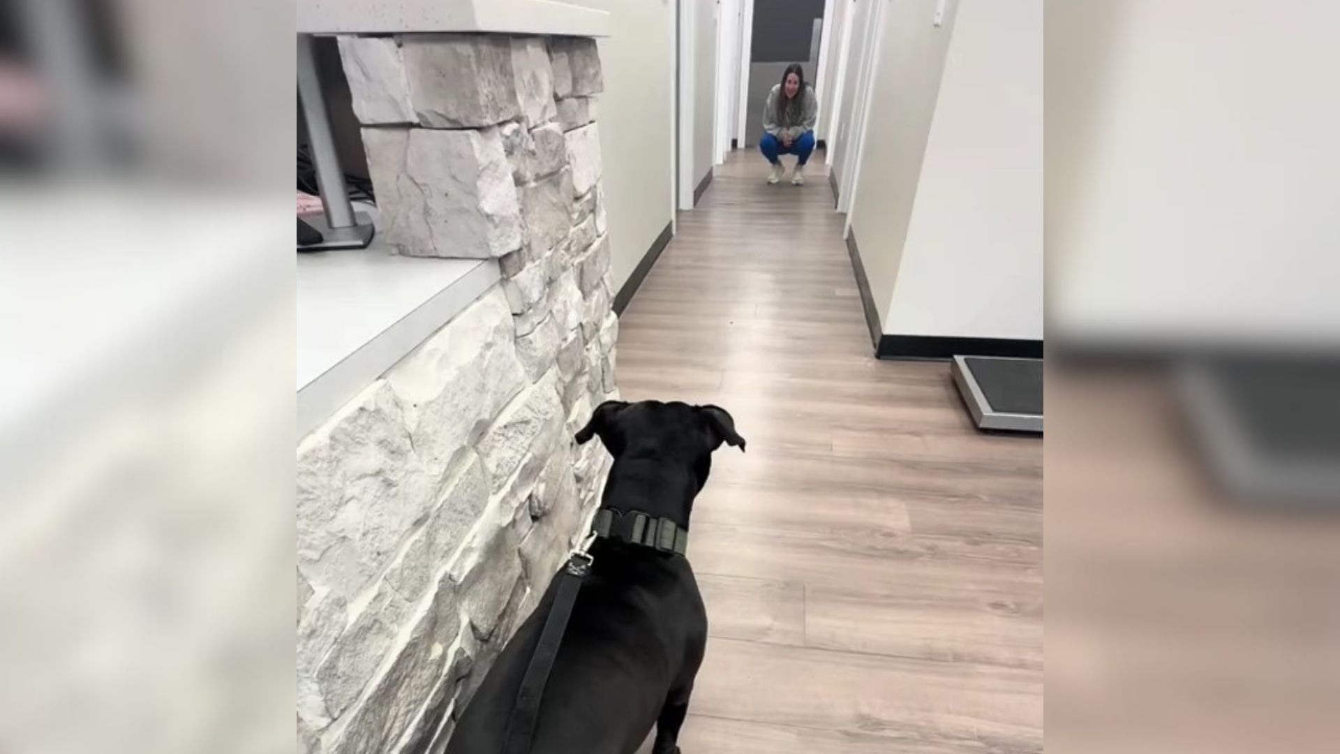 dog at the vet clinic