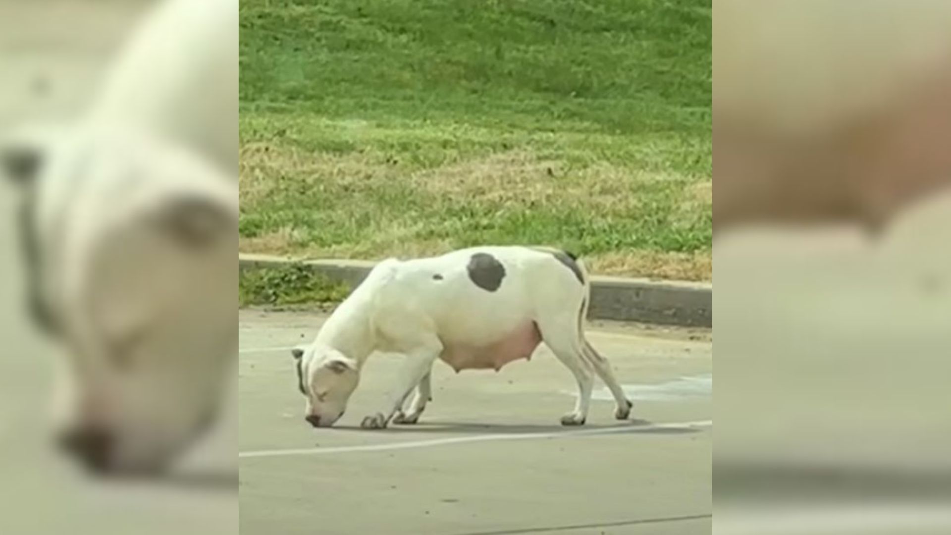 Pregnant white dog