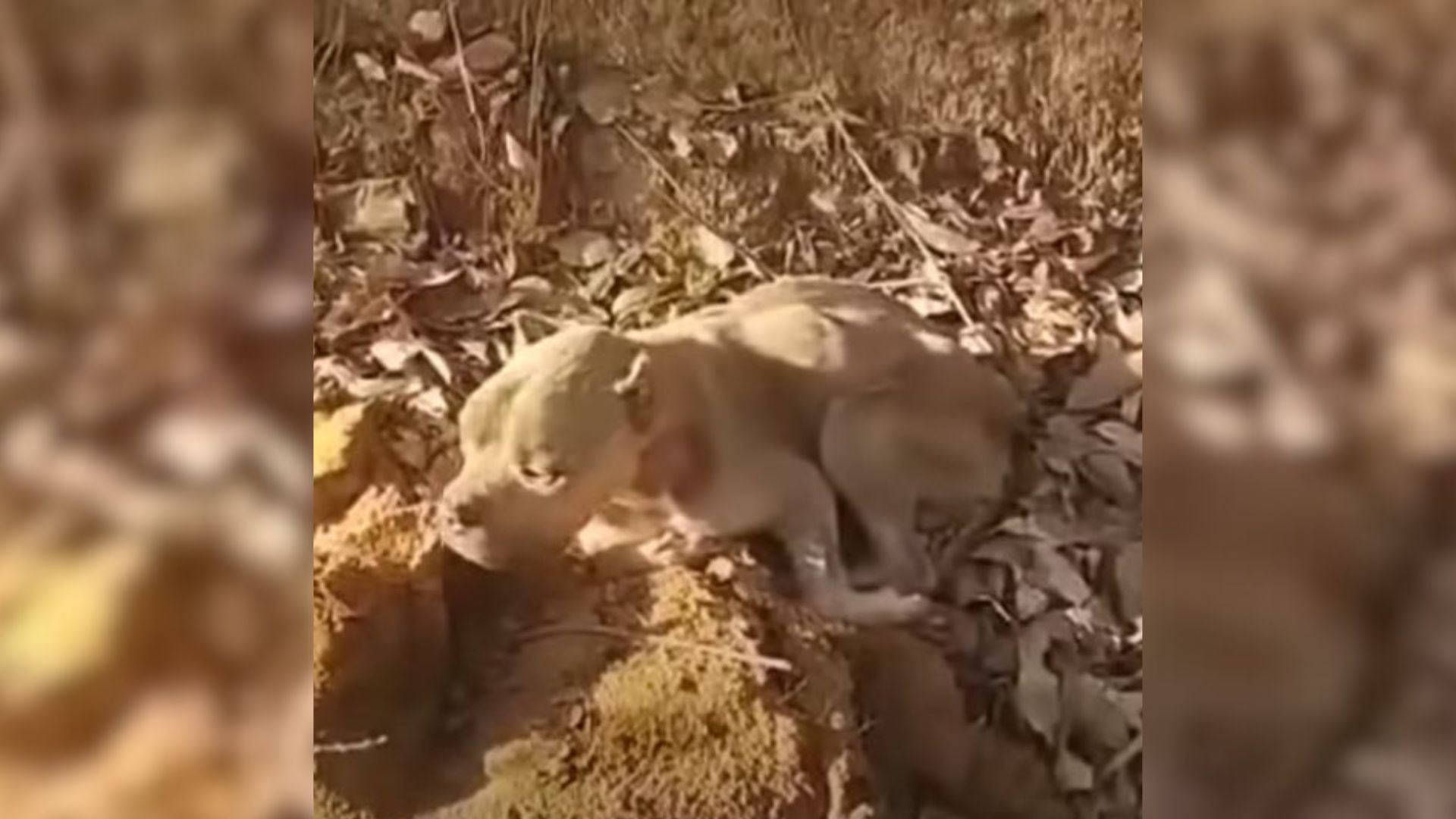 pup found by the side of the road