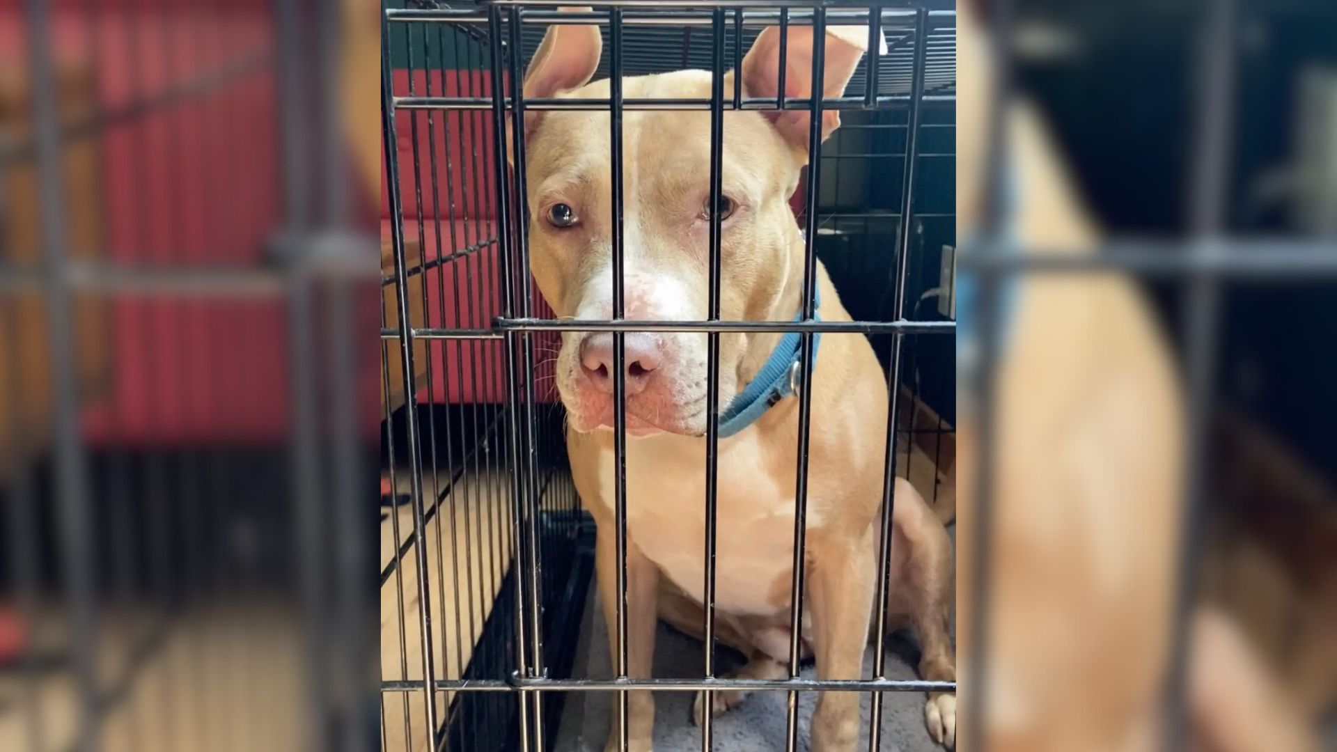 pup locked in a crate