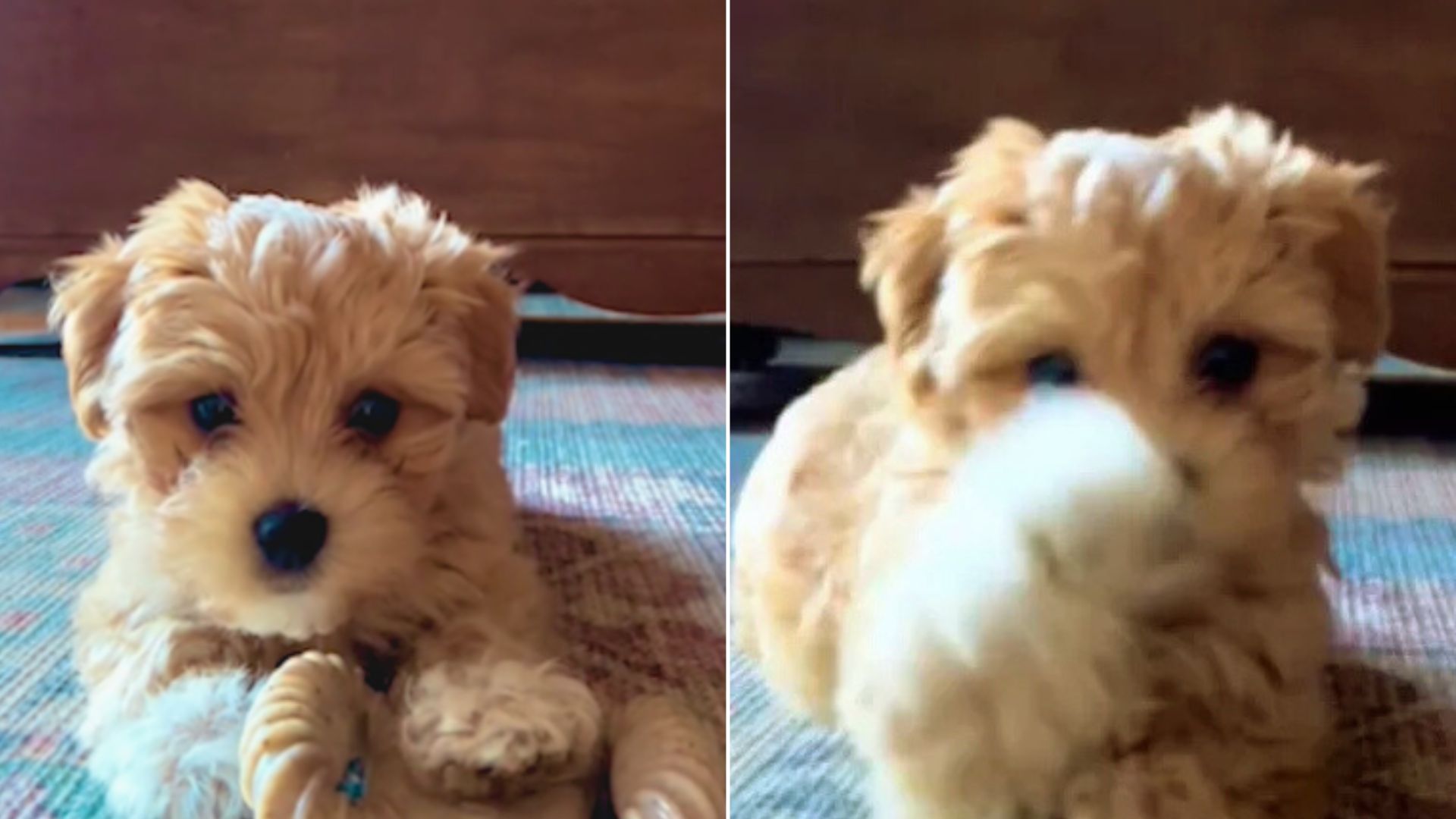 Pup From North Carolina Had The Most Wholesome Reaction After Opening Front Camera On A Phone