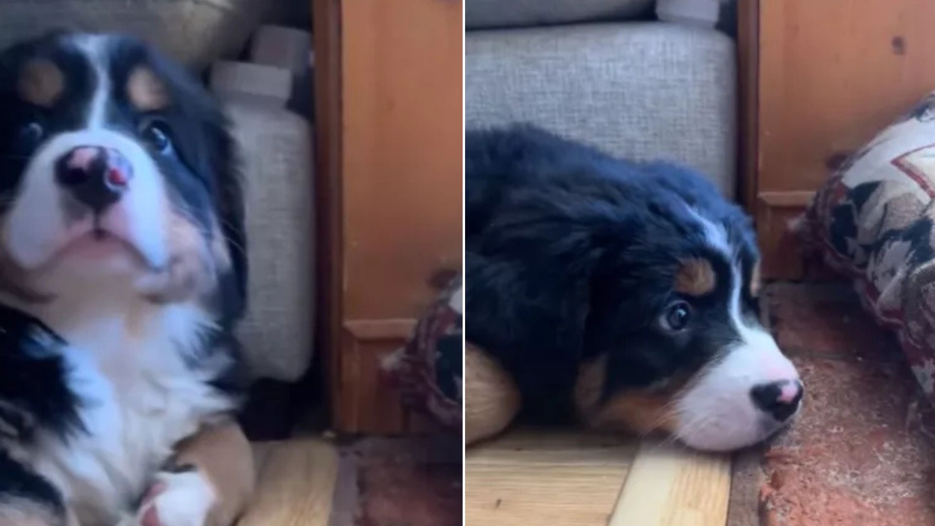 Pup’s Reaction To Hearing Her Owner Sneeze For The First Time Took The Internet By Storm 