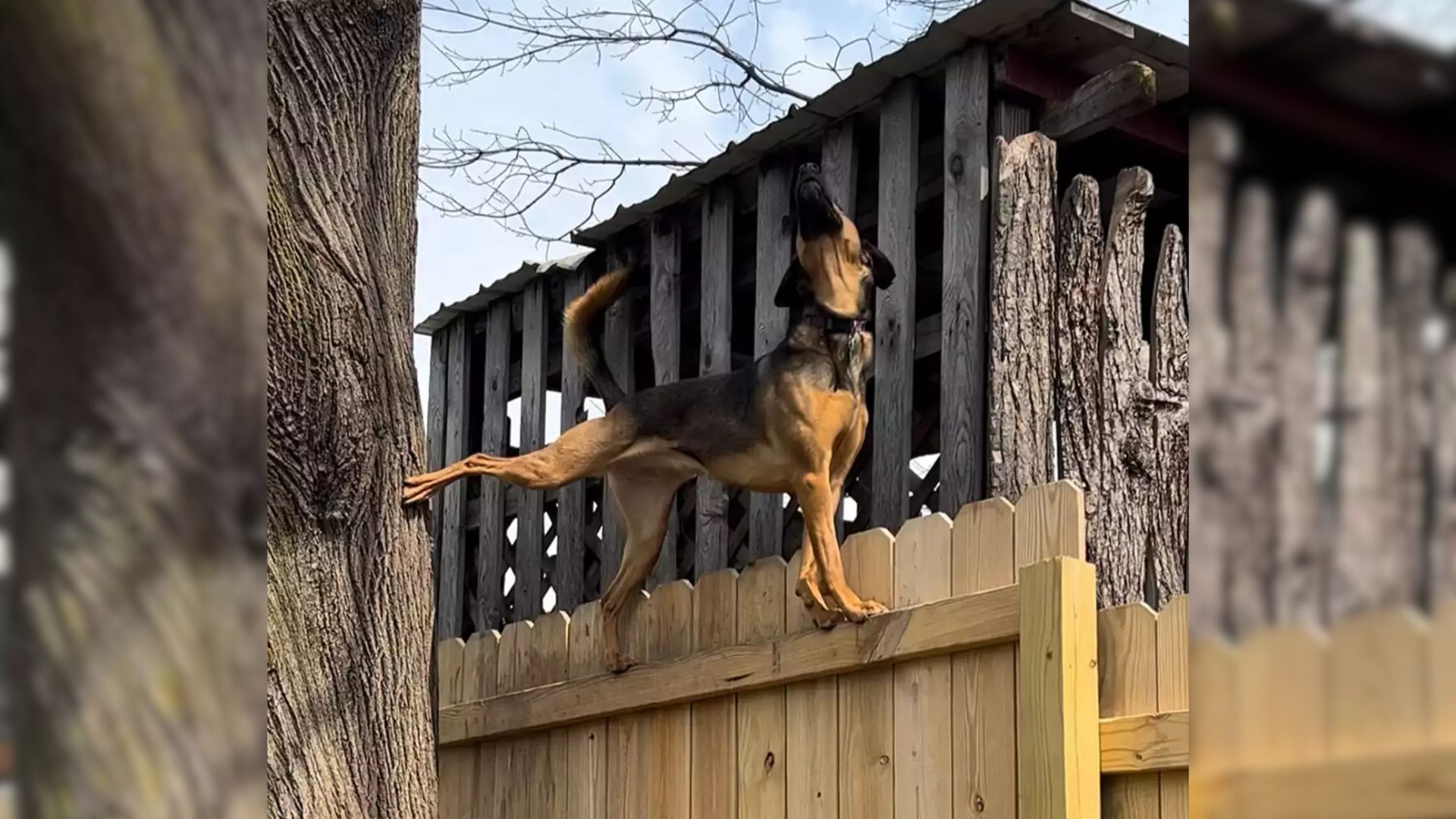 Rescue Dog Who Was Set To Be Euthanized Now Amazes The World With Her Climbing Talent