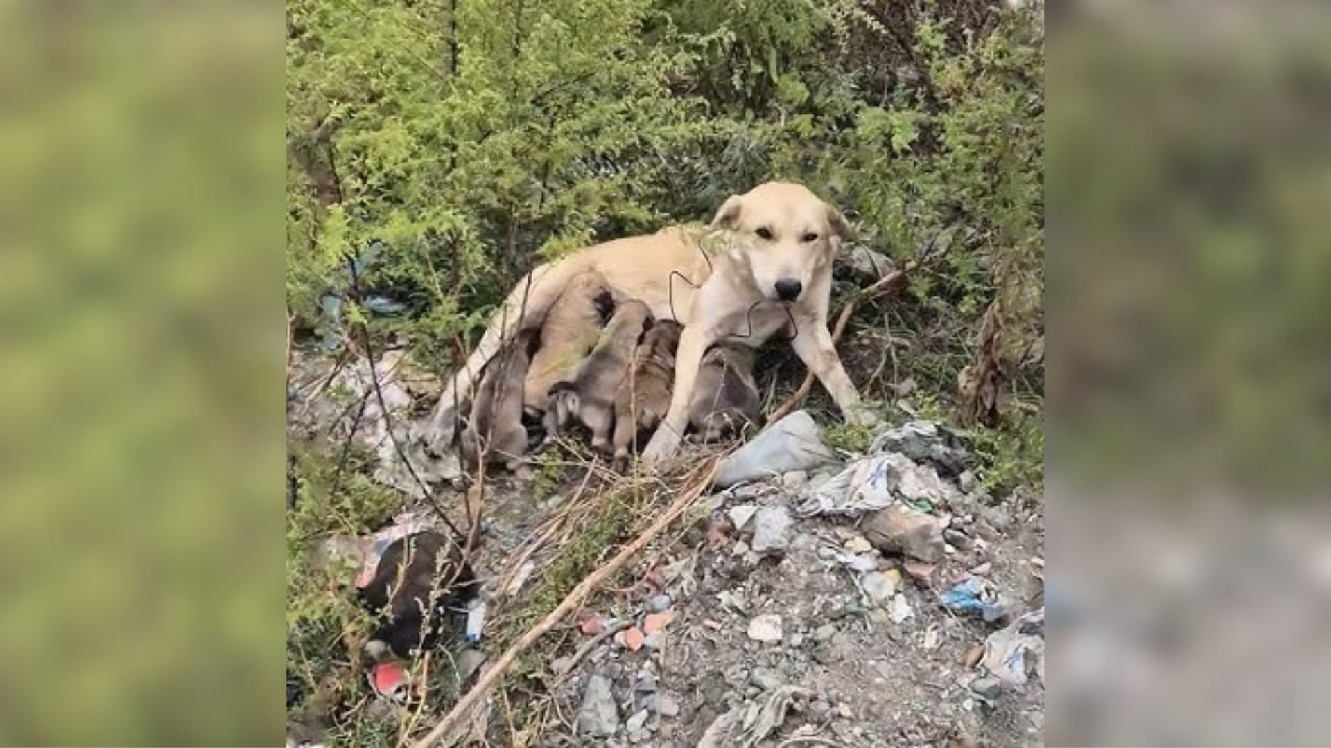 abandoned dog with puppies