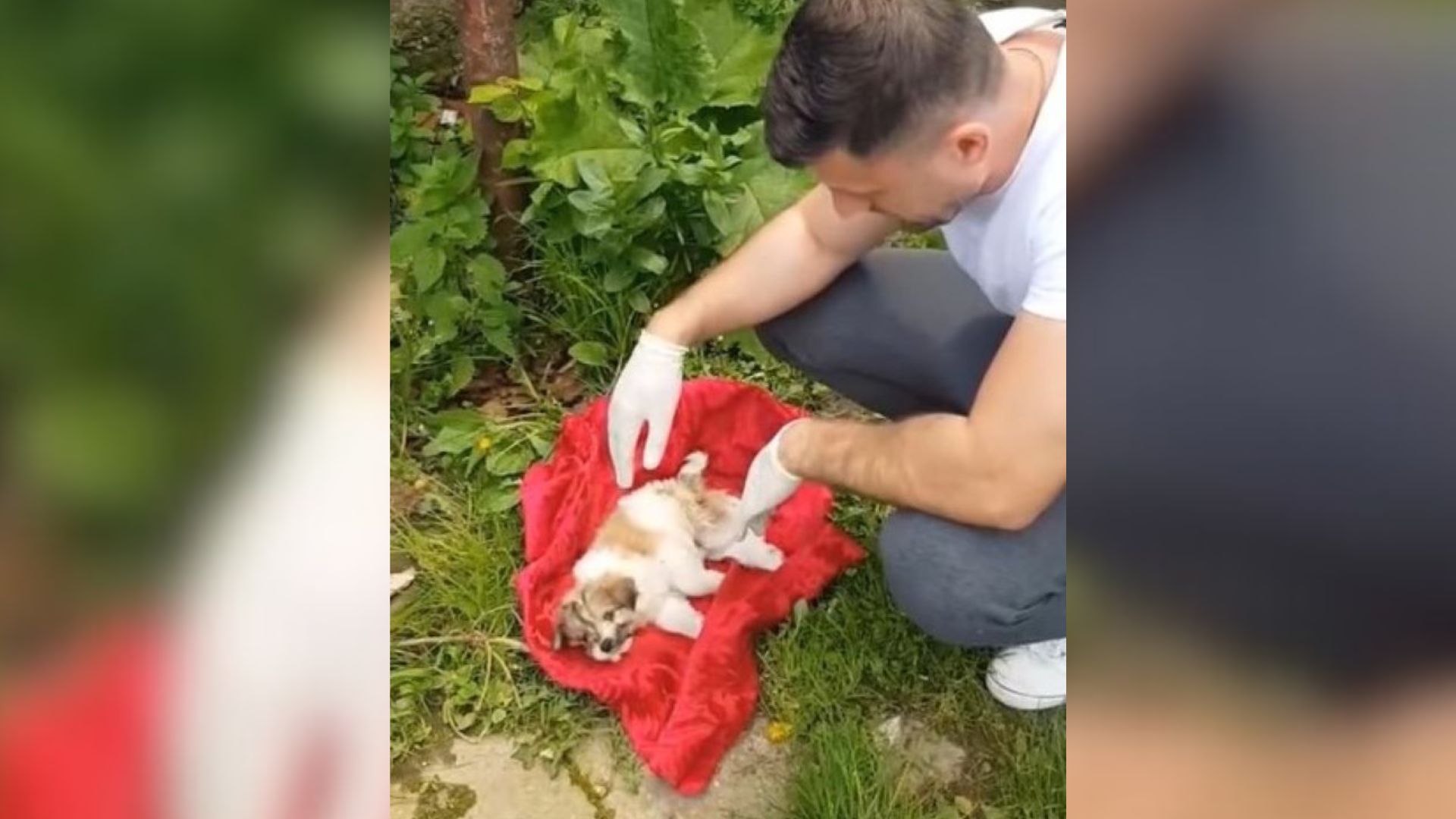 Rescuer Found A Sick Puppy Lying On A Blanket