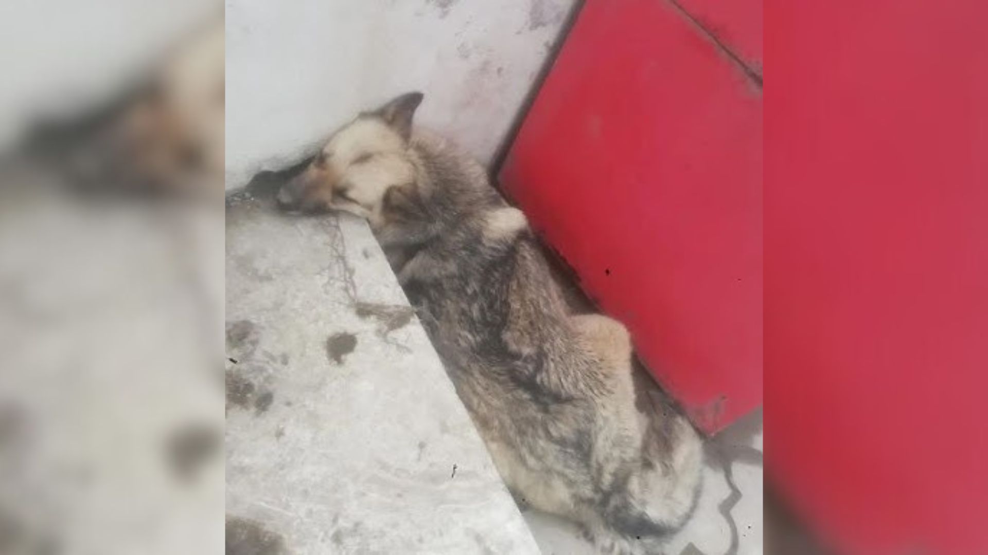 pup lying on a pile of trash