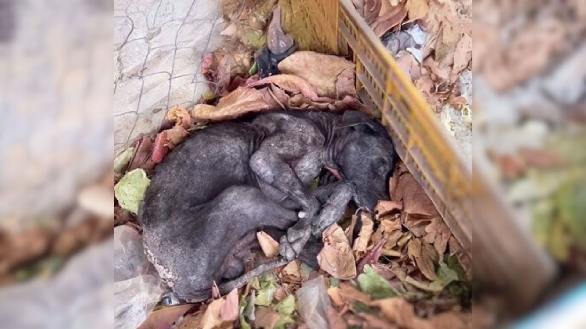 injured dog lying on a pile of leaves