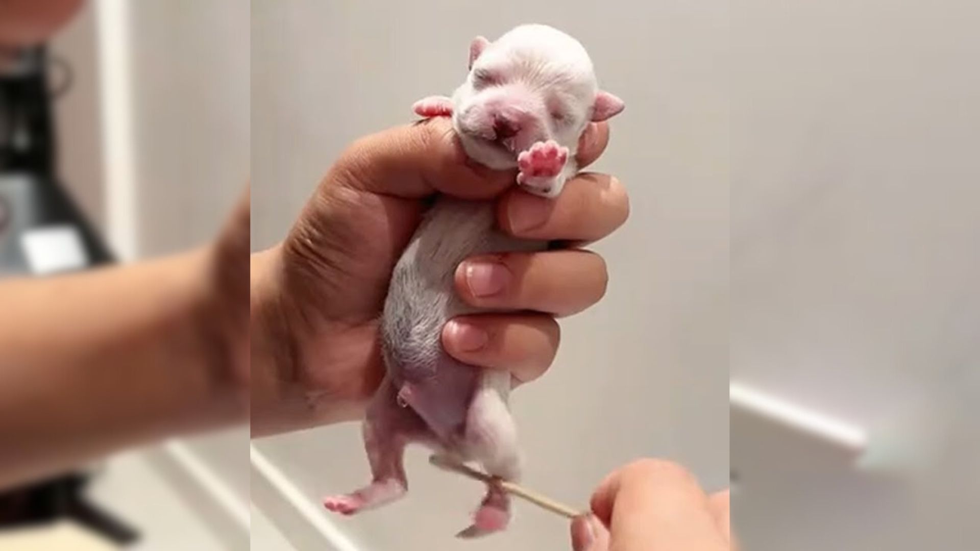 newborn puppy being found in trash