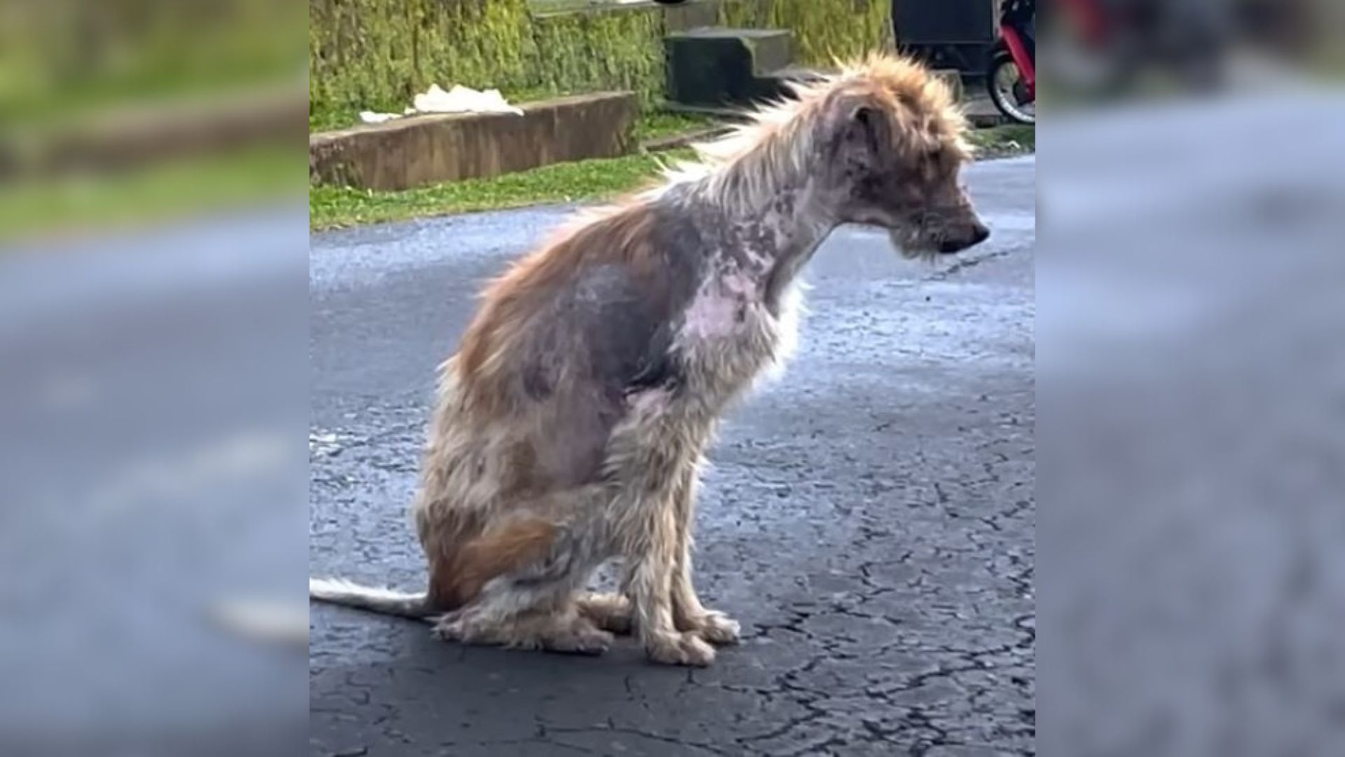 Rescuers Help This Malnourished Stray Dog Only To Learn Something Surprising About Him