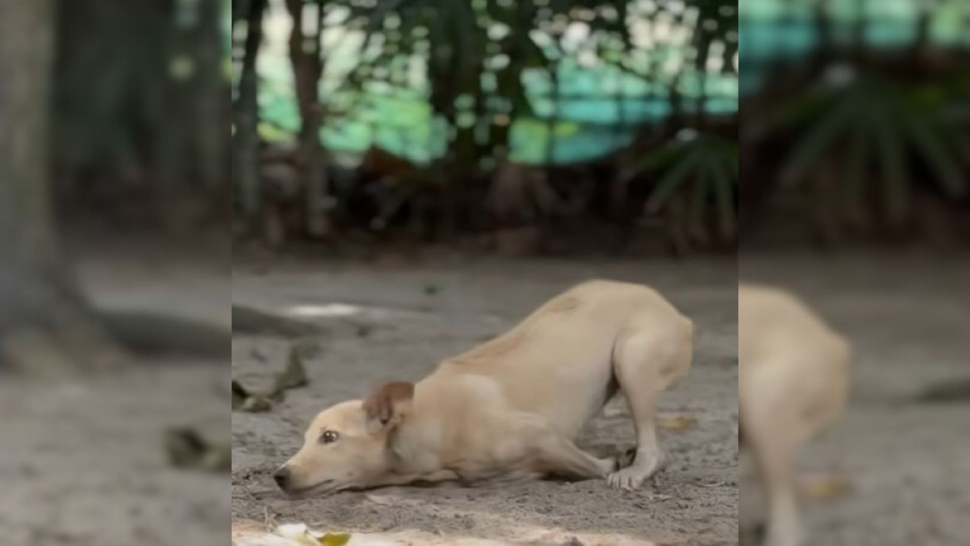 crying puppy with paralyzed front legs