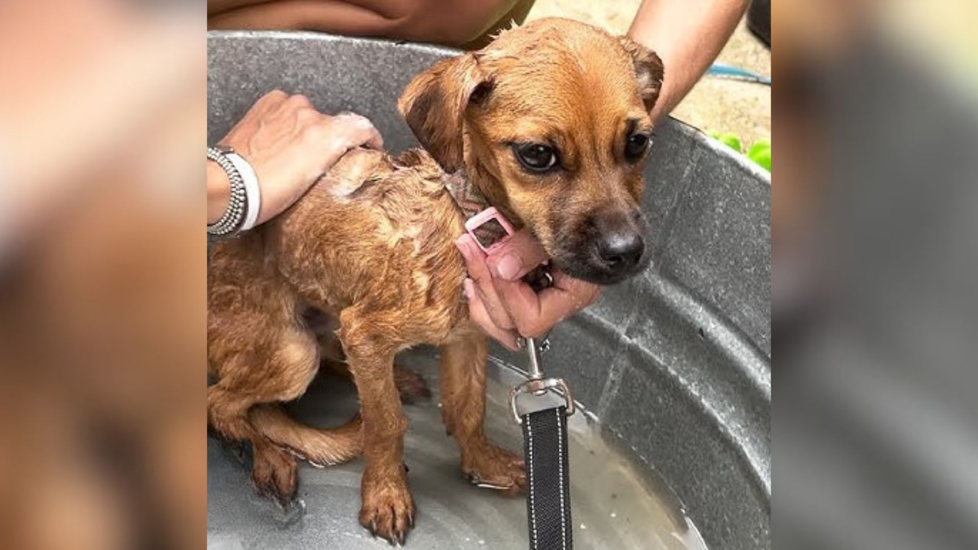 rescued dog being bathed