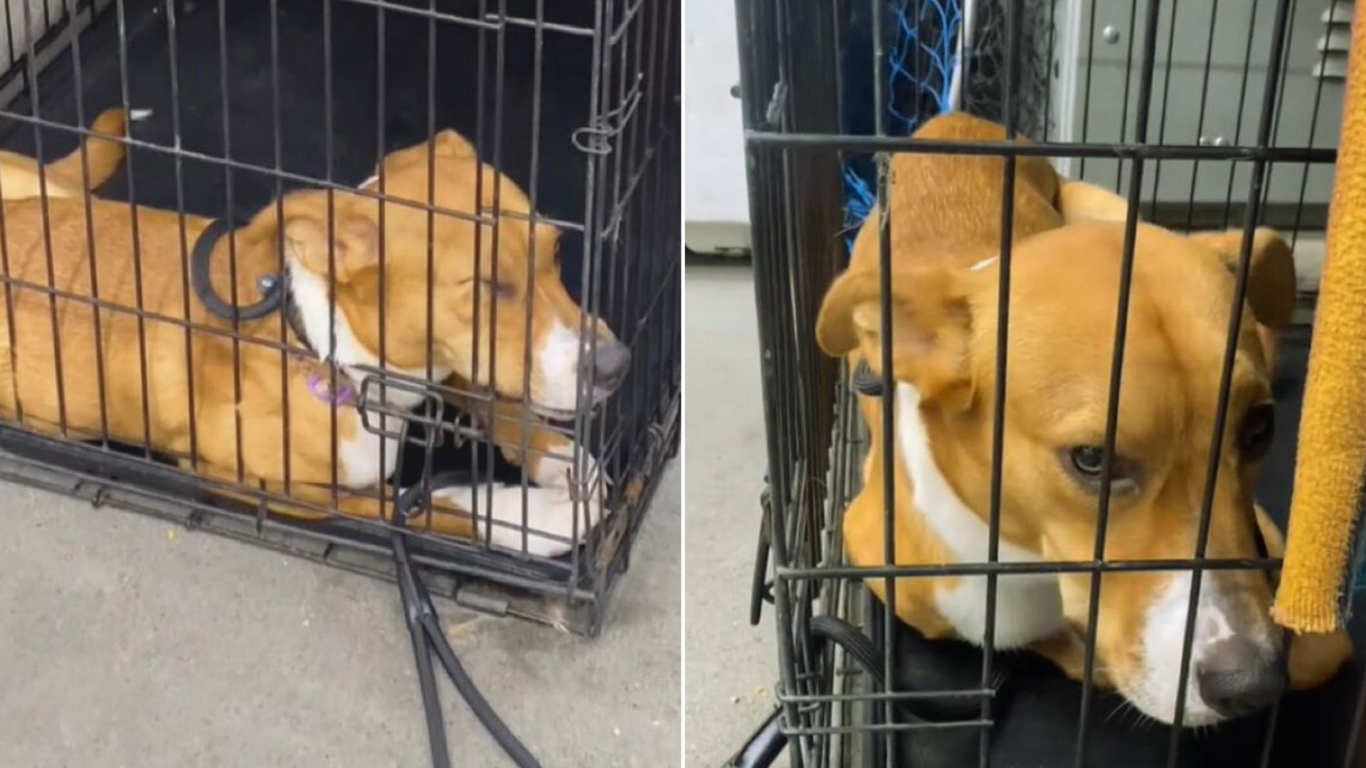 Sweet Dog Was Returned To Shelter For The Third Time