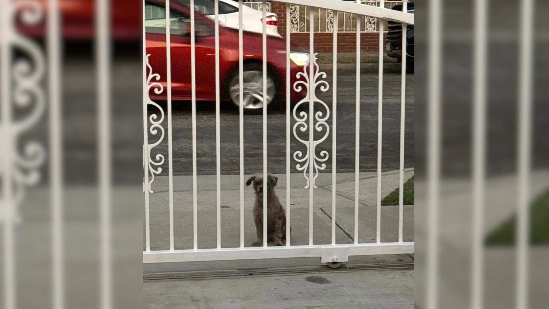 Sad Stray Pup Dragged Her Paws From Door To Door