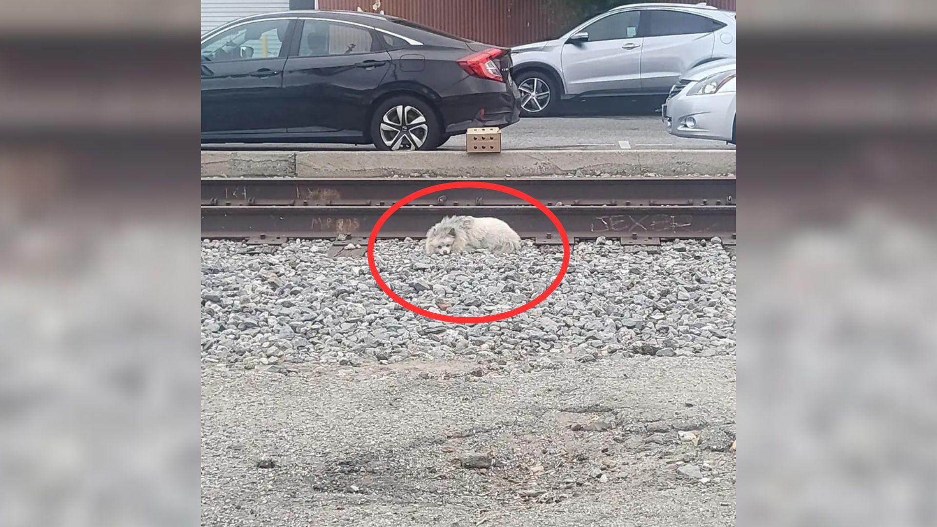 pup sleeping on a railway