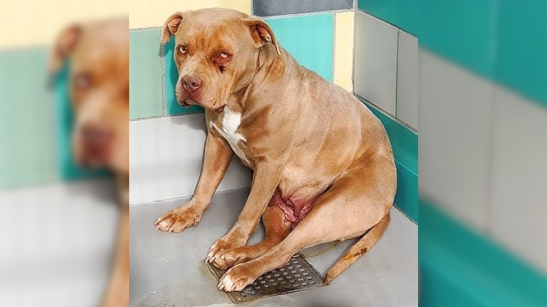 Scared Pittie Was Days Away From Euthanasia