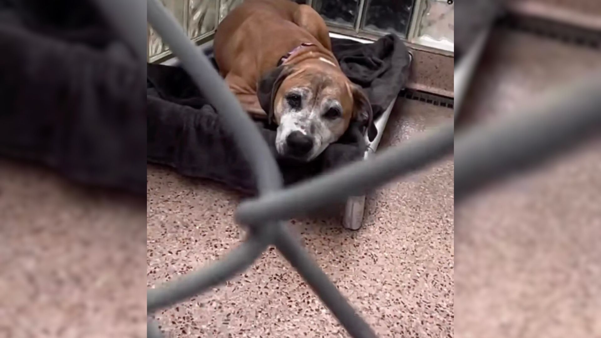 Senior Dog Saved From A Horror Home In Pennsylvania Gets A Second Chance At Life