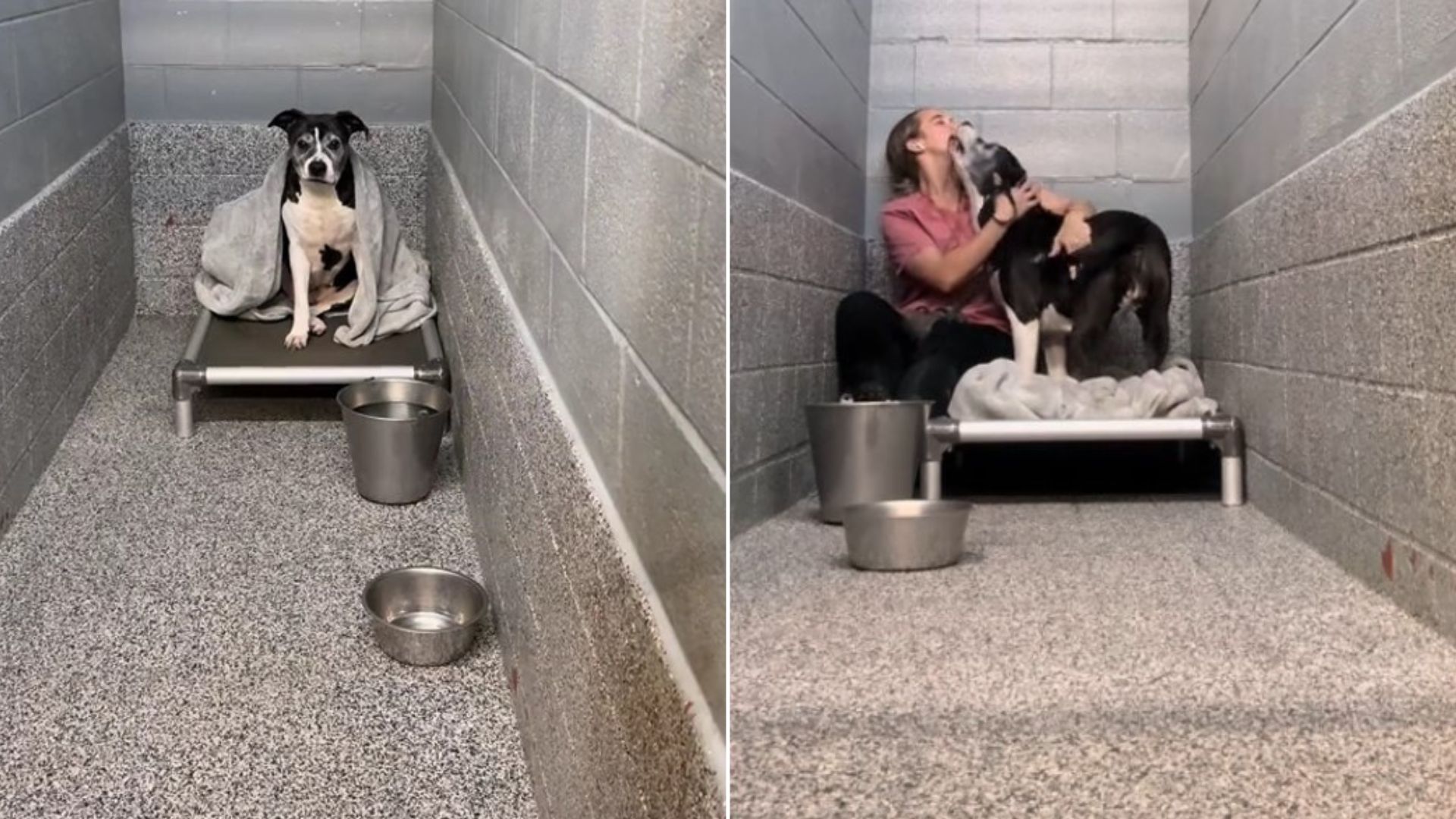 Dog Named ‘Grandma’, Kansas Shelter’s Longest Resident, Has Her First Visitor In Forever