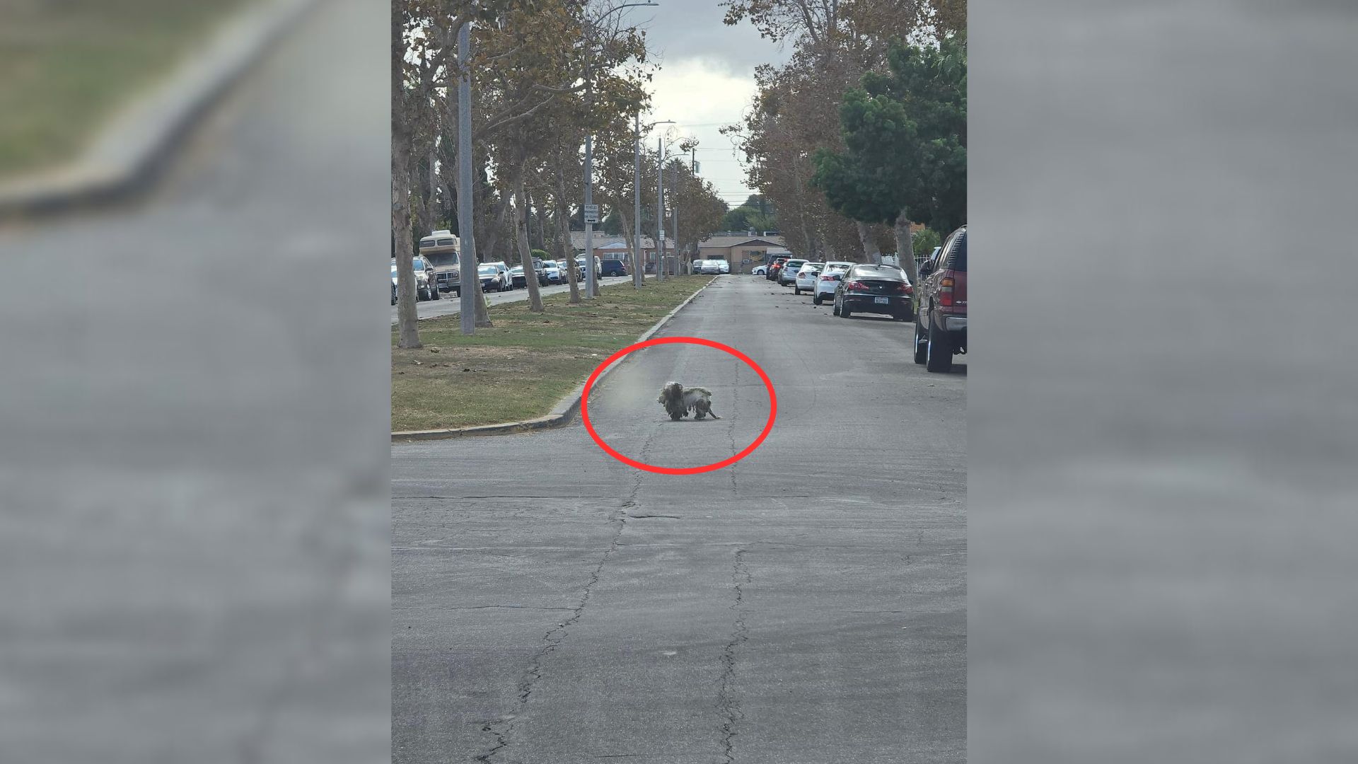 Street Dog With Severely Matted Coat Leaves California Rescuers Shocked To The Core