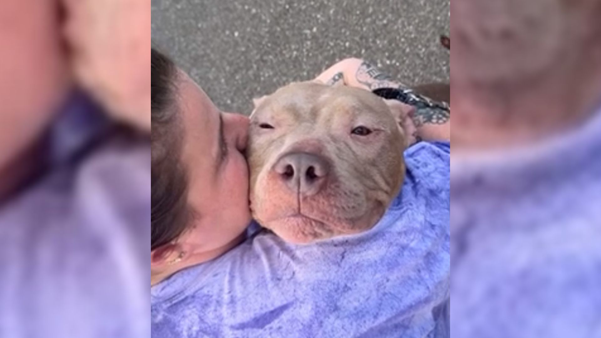 Shelter Dog Was Set To Be Euthanized Before Her Microchip Revealed Something Shocking