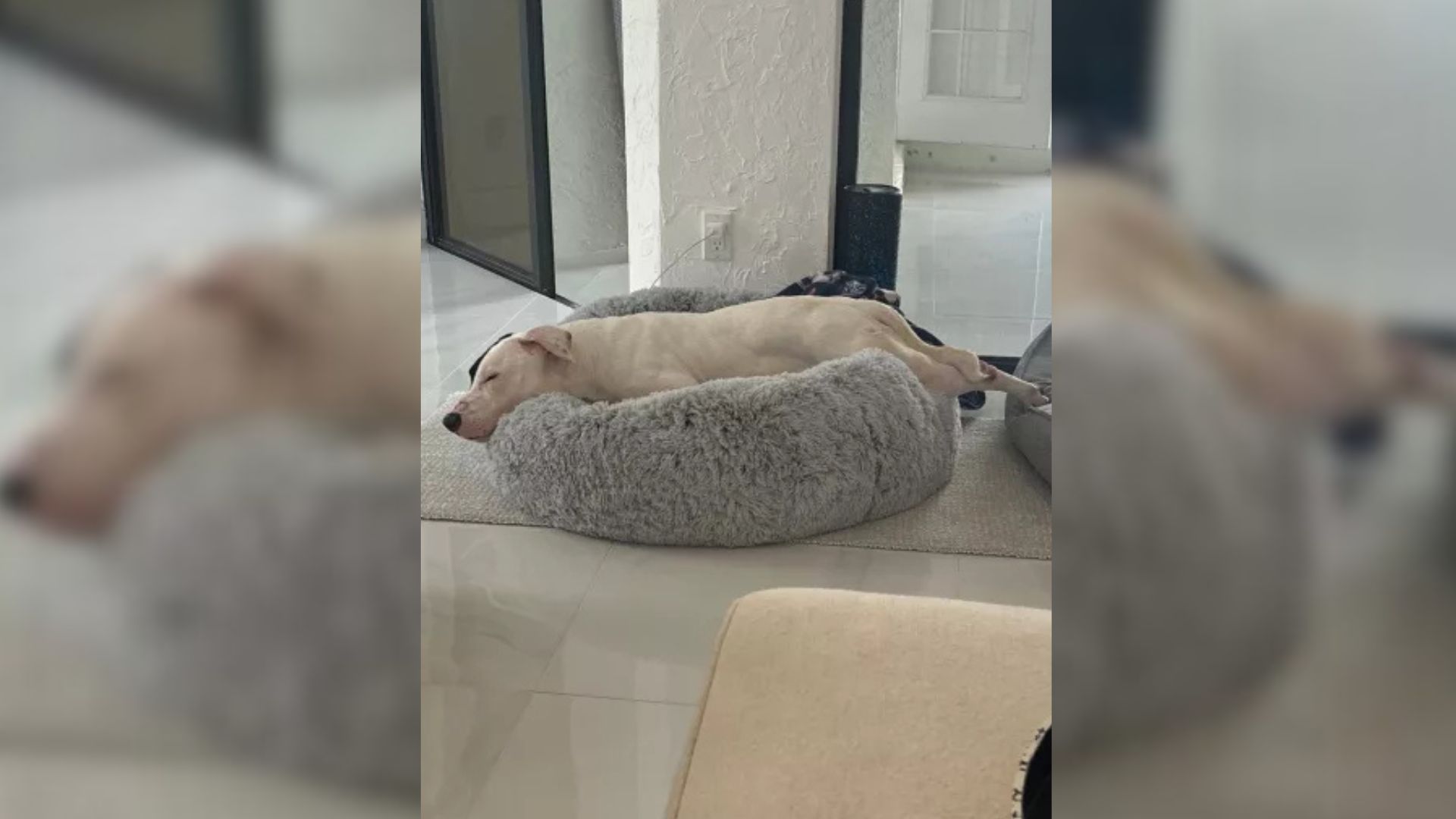 shelter dog sleeping on bed