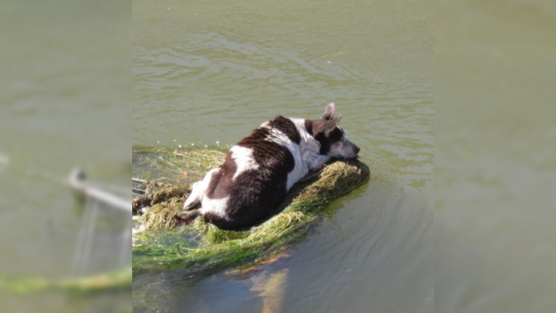 dog in river