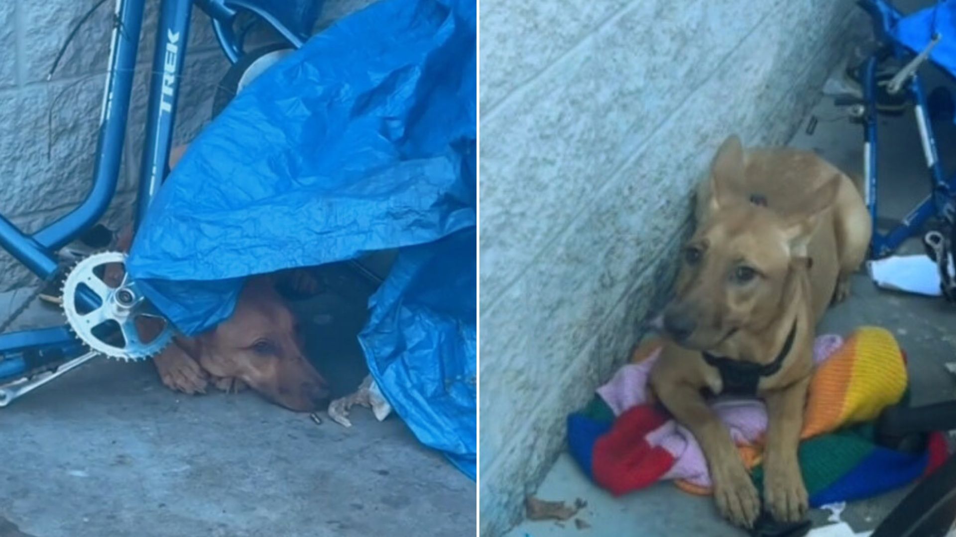 Stray Dog Hid In Fear From Her Rescuers