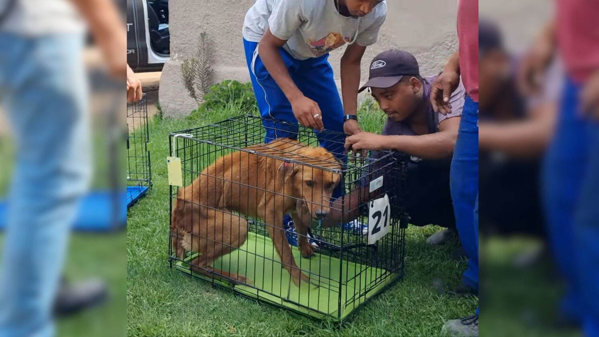 dog in a kennel