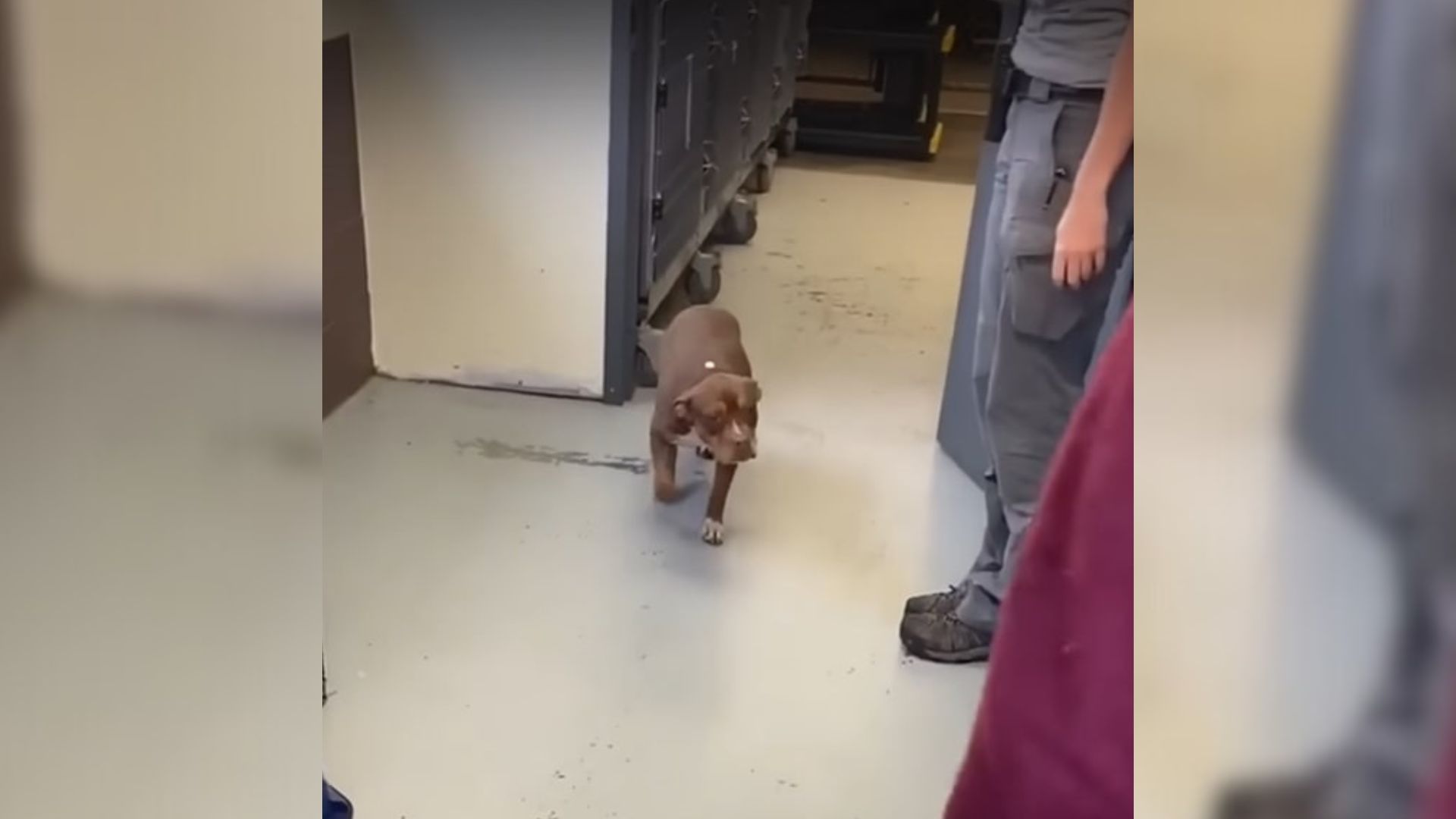 lost dog getting picked up by owners