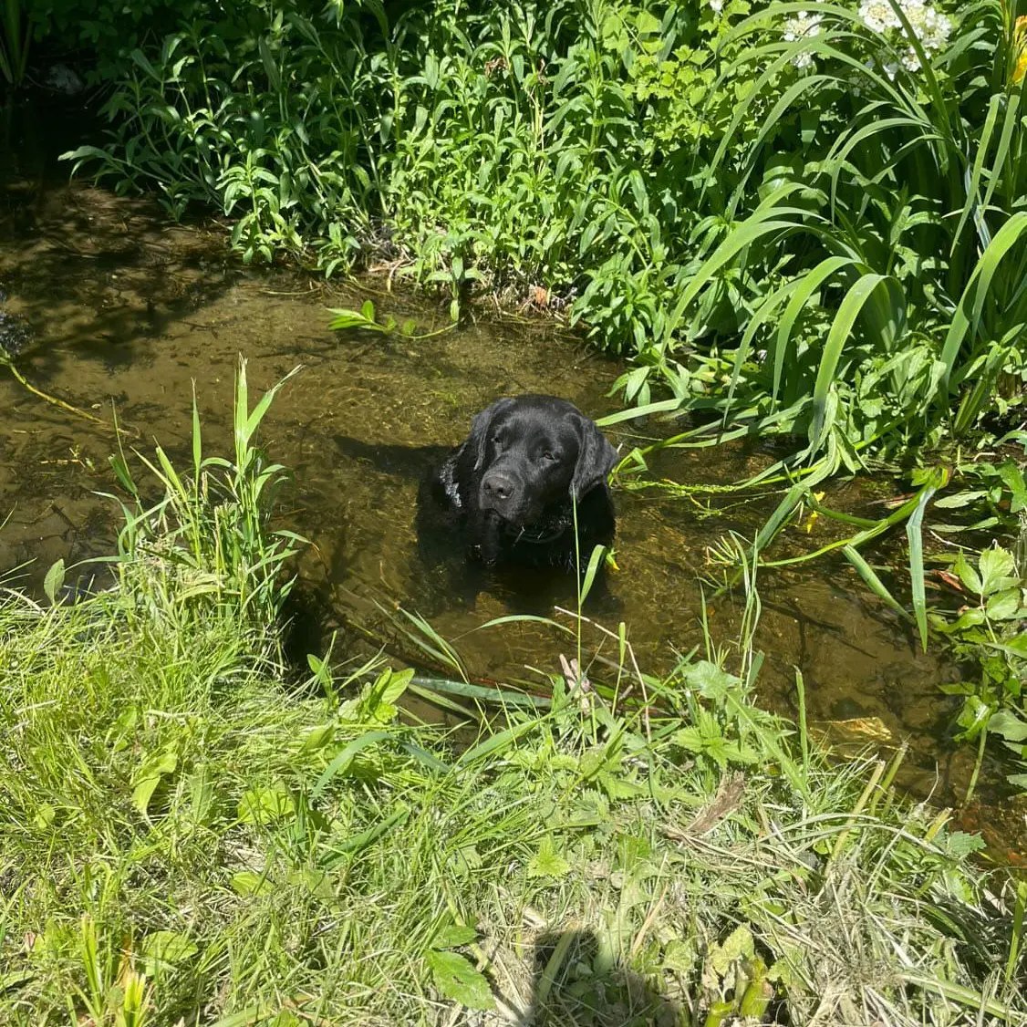 The black dog is lying in the ditch