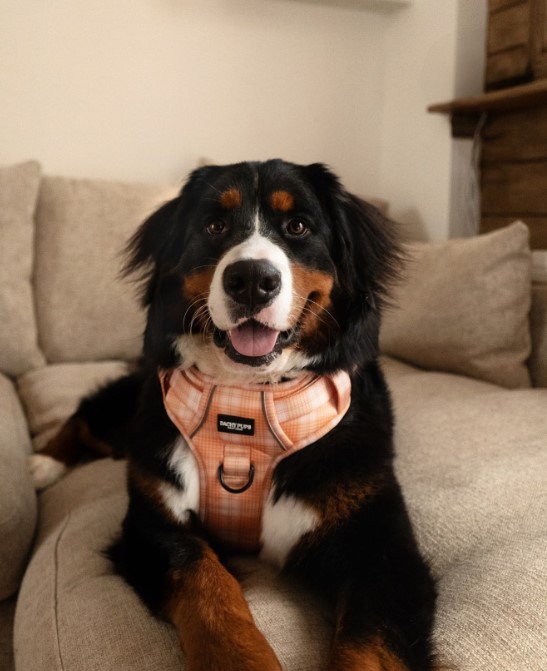 The dog is lying on the brown couch