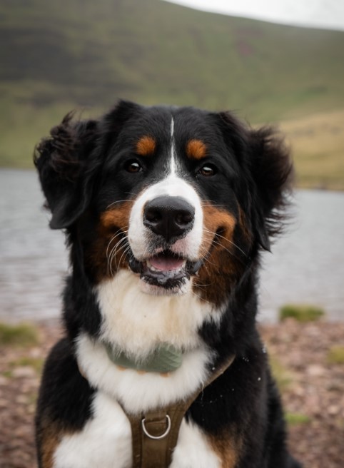 The dog is sitting by the lake