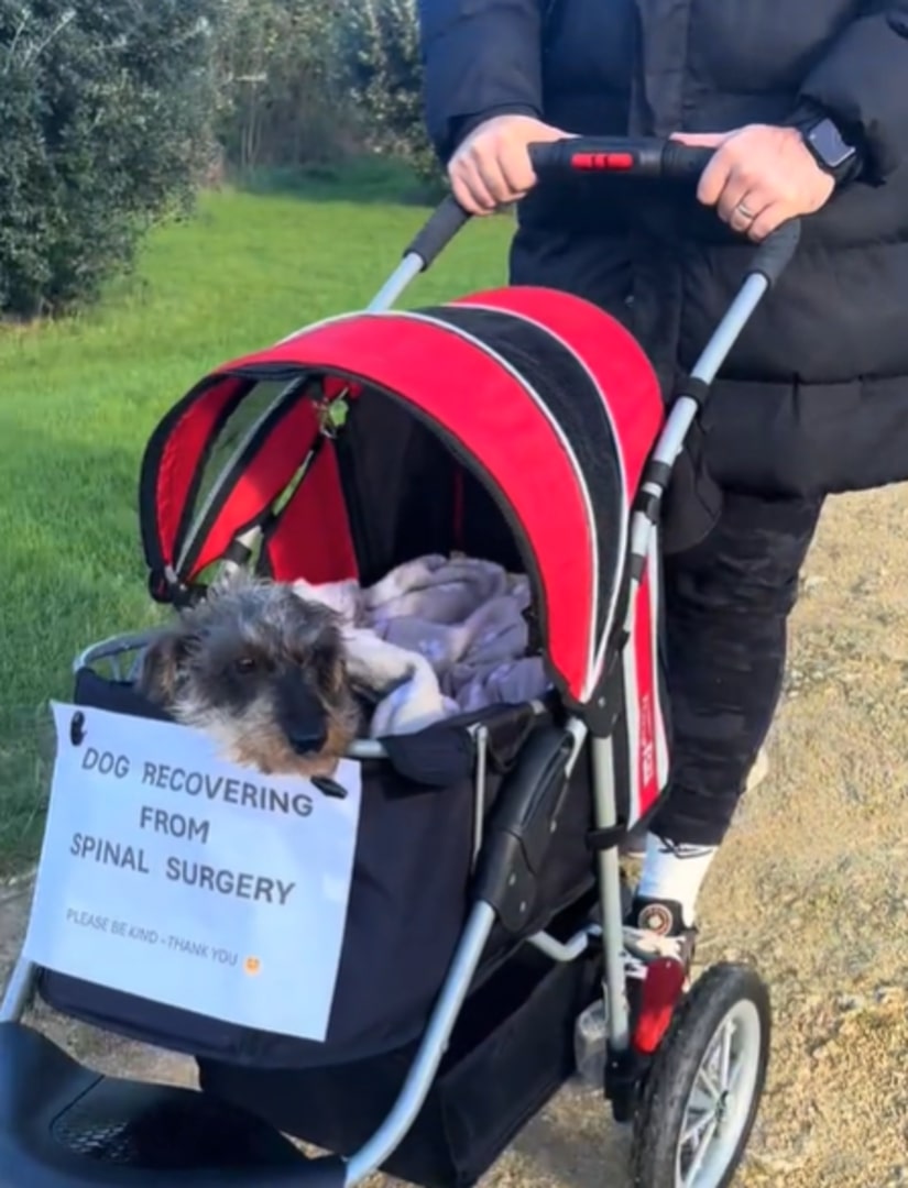 The dog rides in a stroller with a message