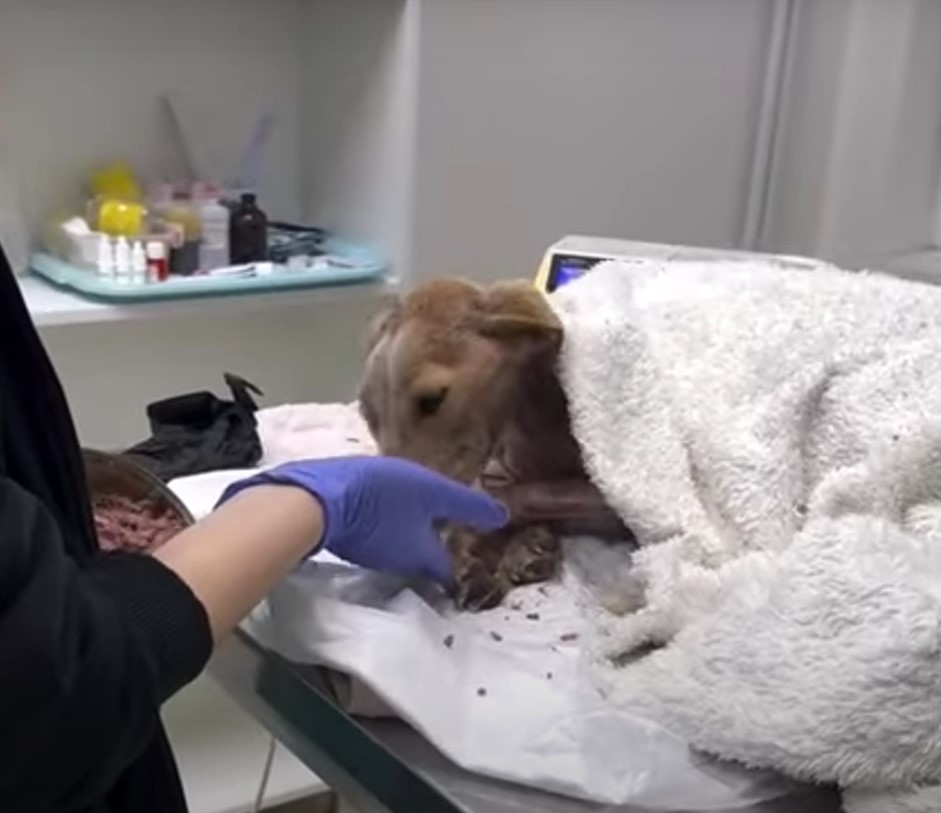 The veterinarian feeds the dog from her hand